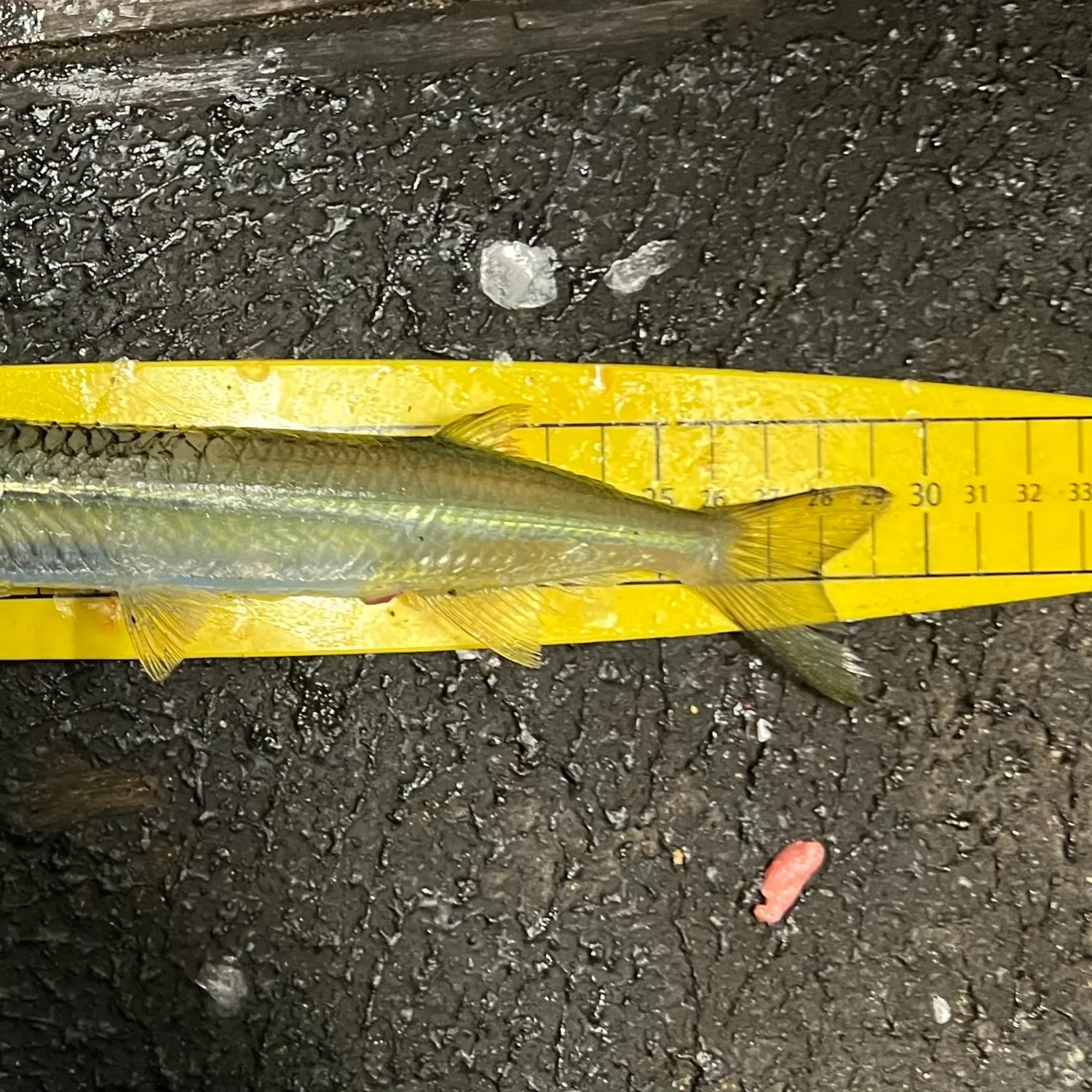 The most popular recent Eastern sea garfish catch on Fishbrain