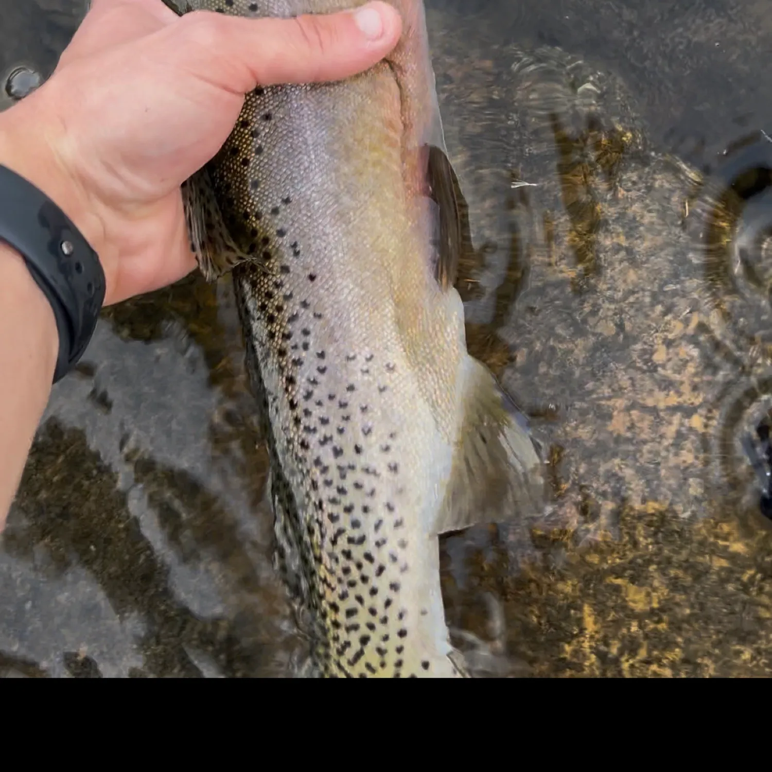 The most popular recent Westlope cutthroat trout catch on Fishbrain