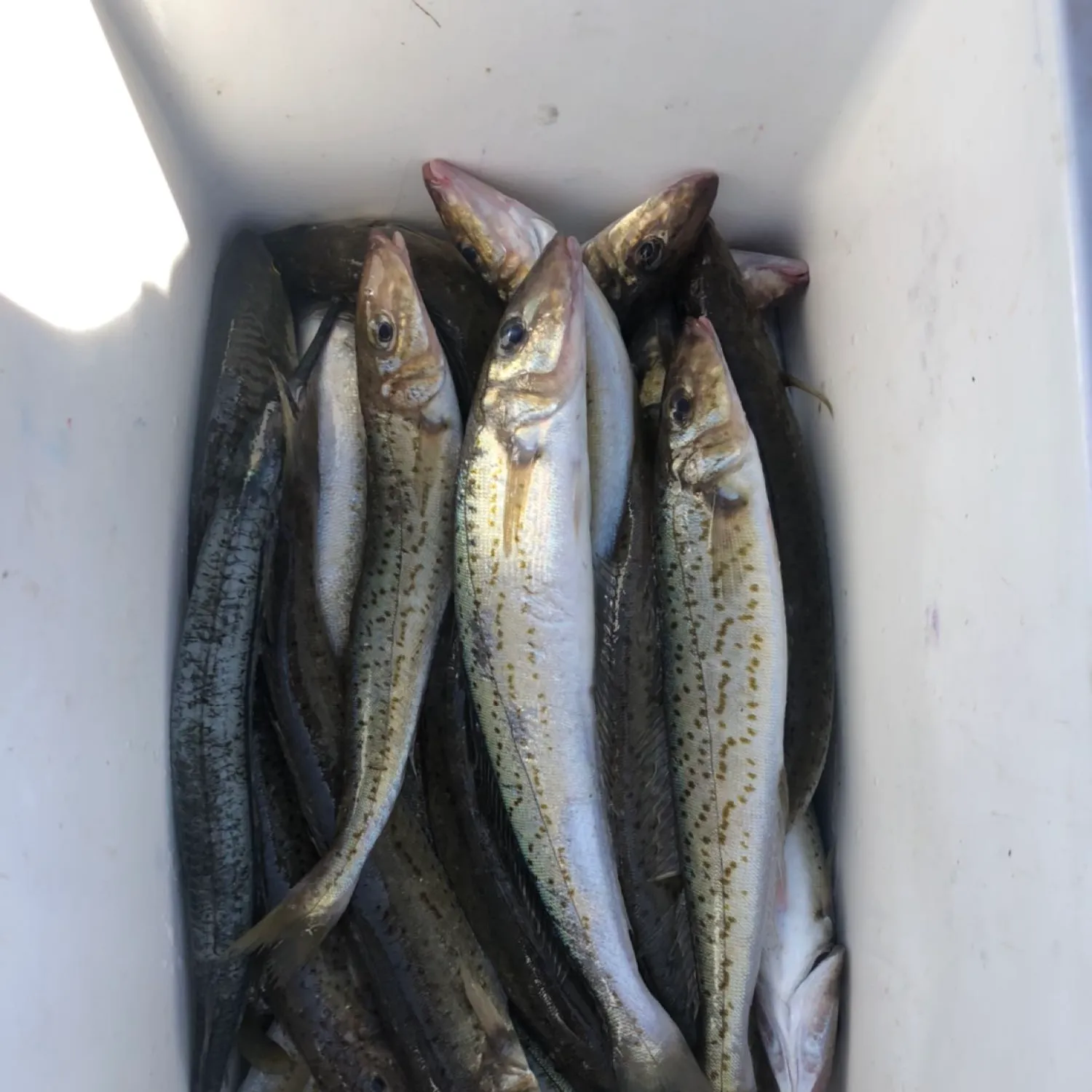 recently logged catches