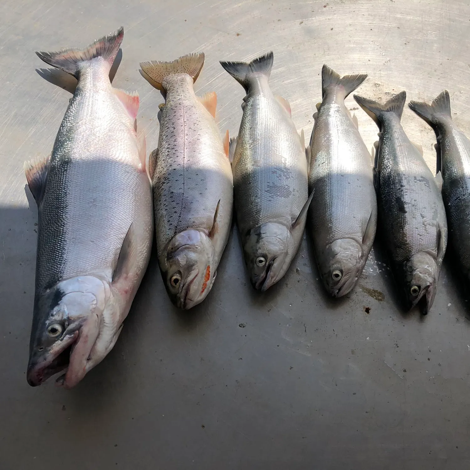 recently logged catches