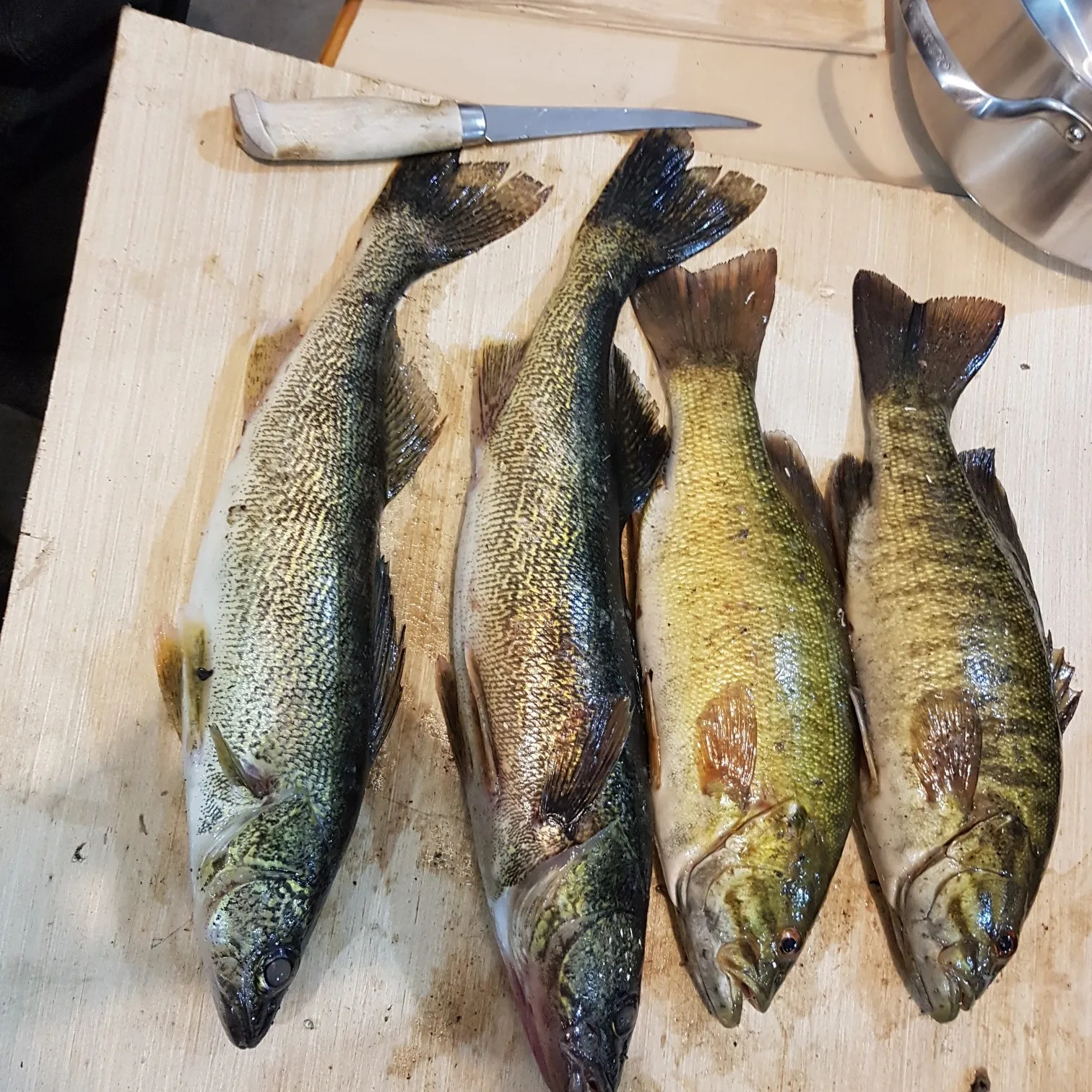 recently logged catches