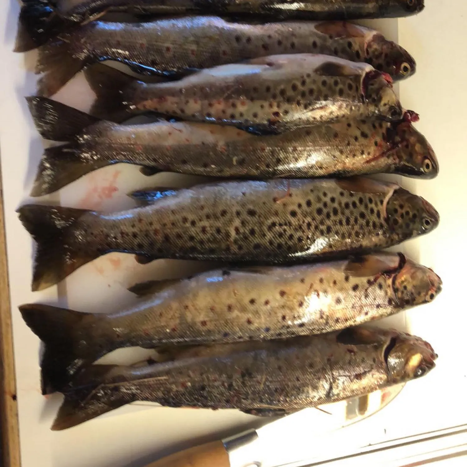 recently logged catches