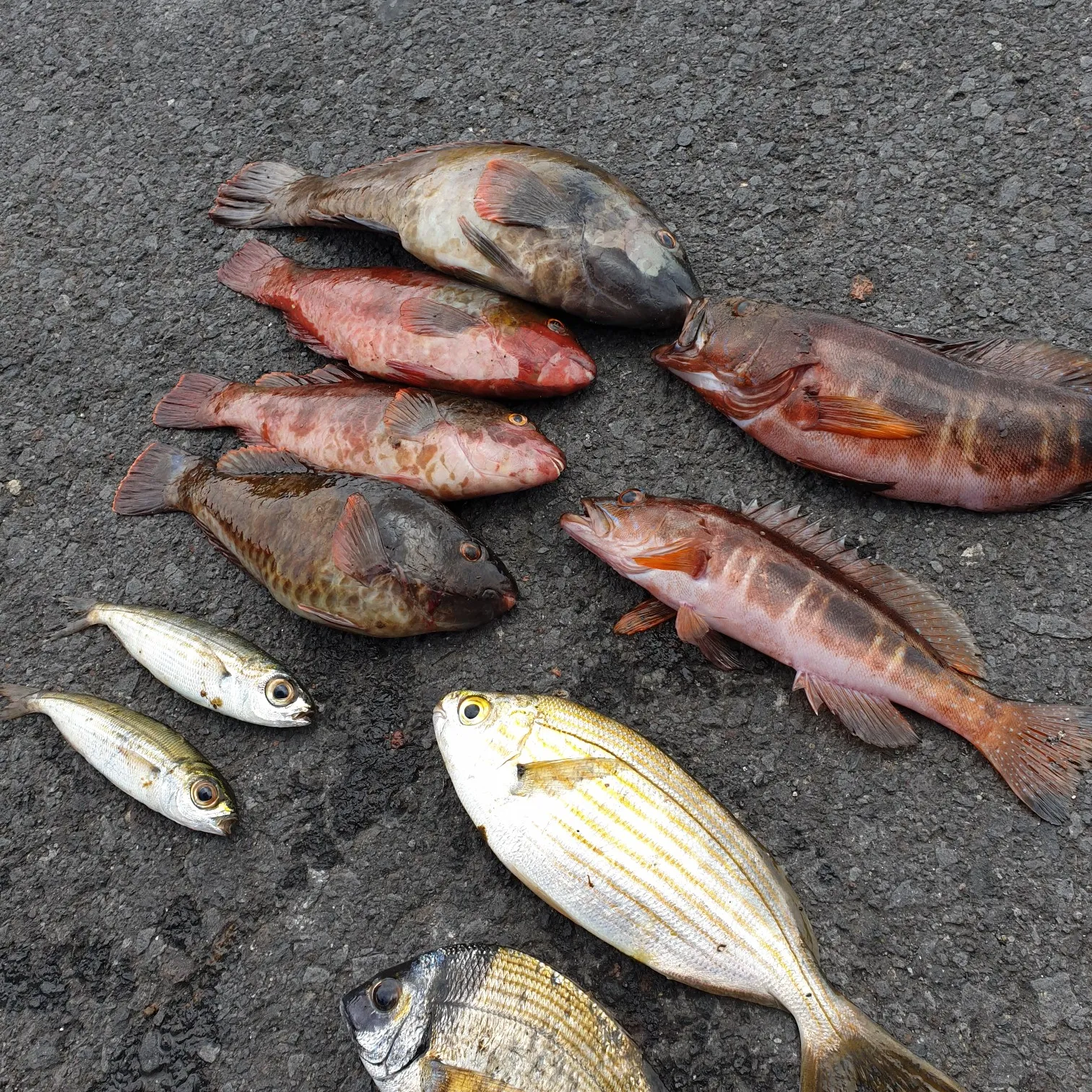 recently logged catches