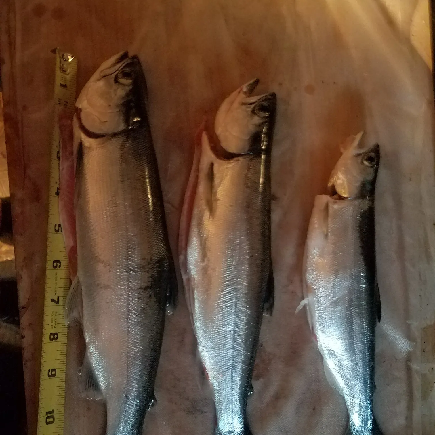 recently logged catches