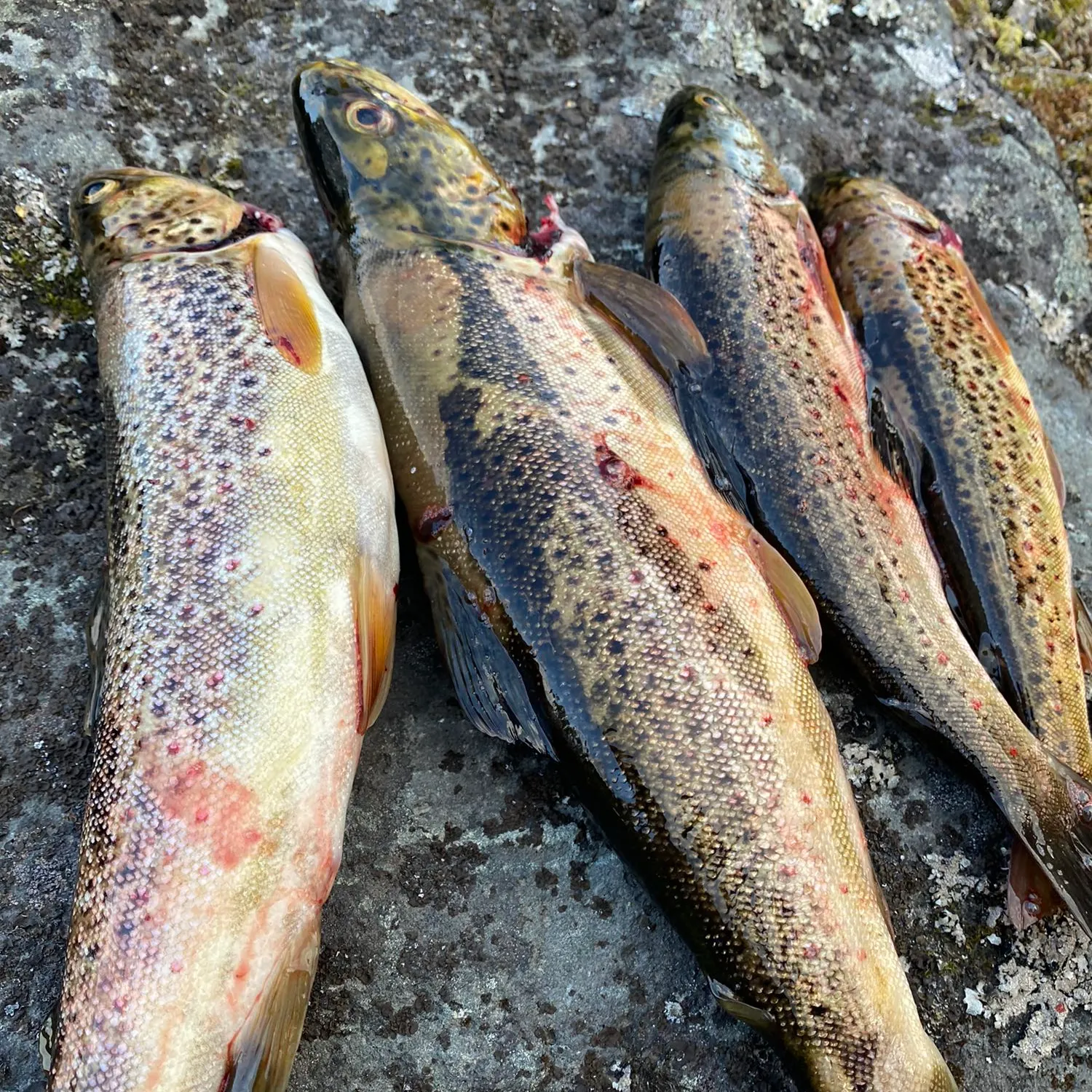 recently logged catches