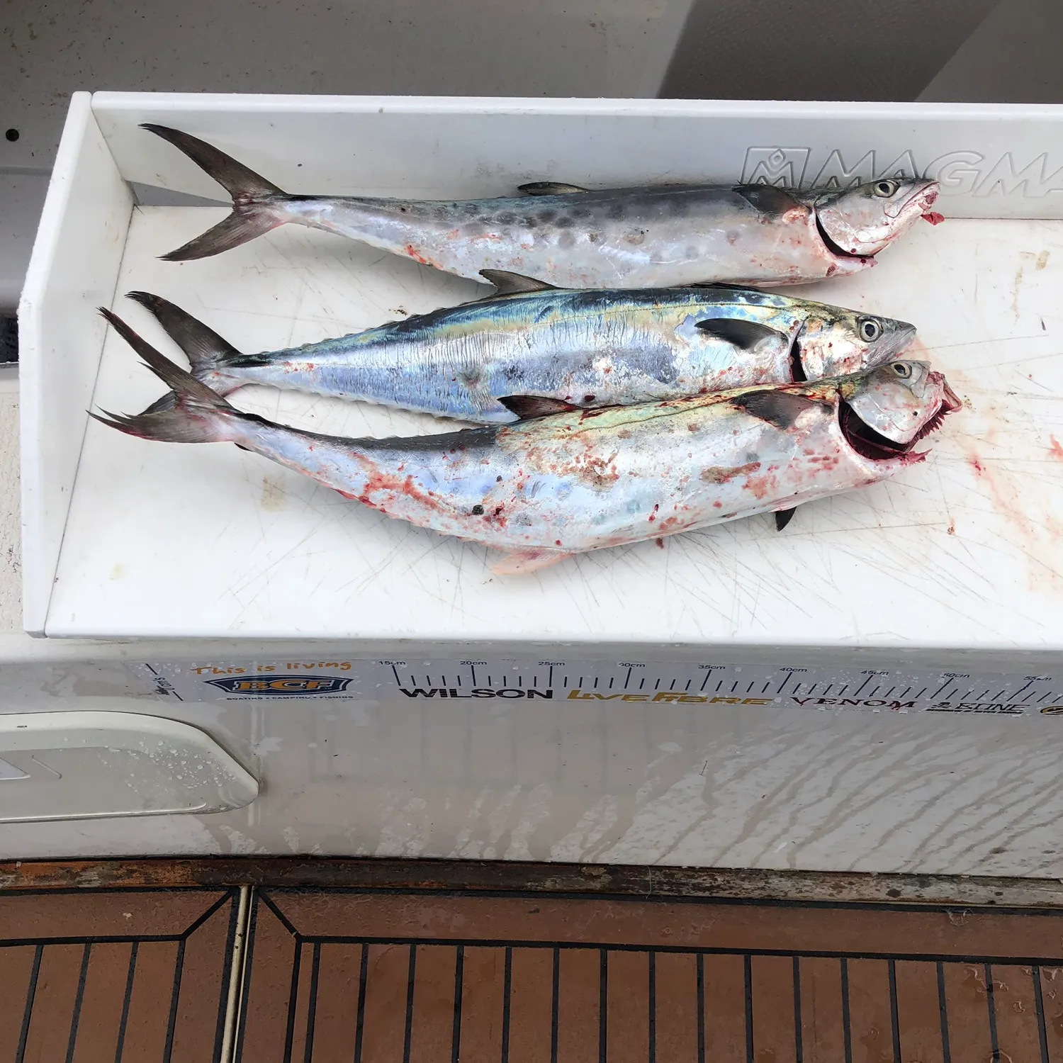 The most popular recent Queensland school mackerel catch on Fishbrain