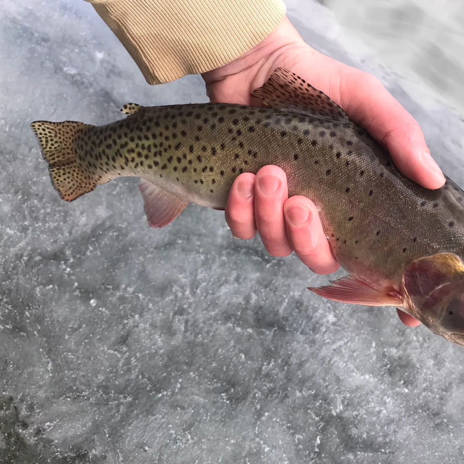 The most popular recent Colorado river cutthroat trout catch on Fishbrain