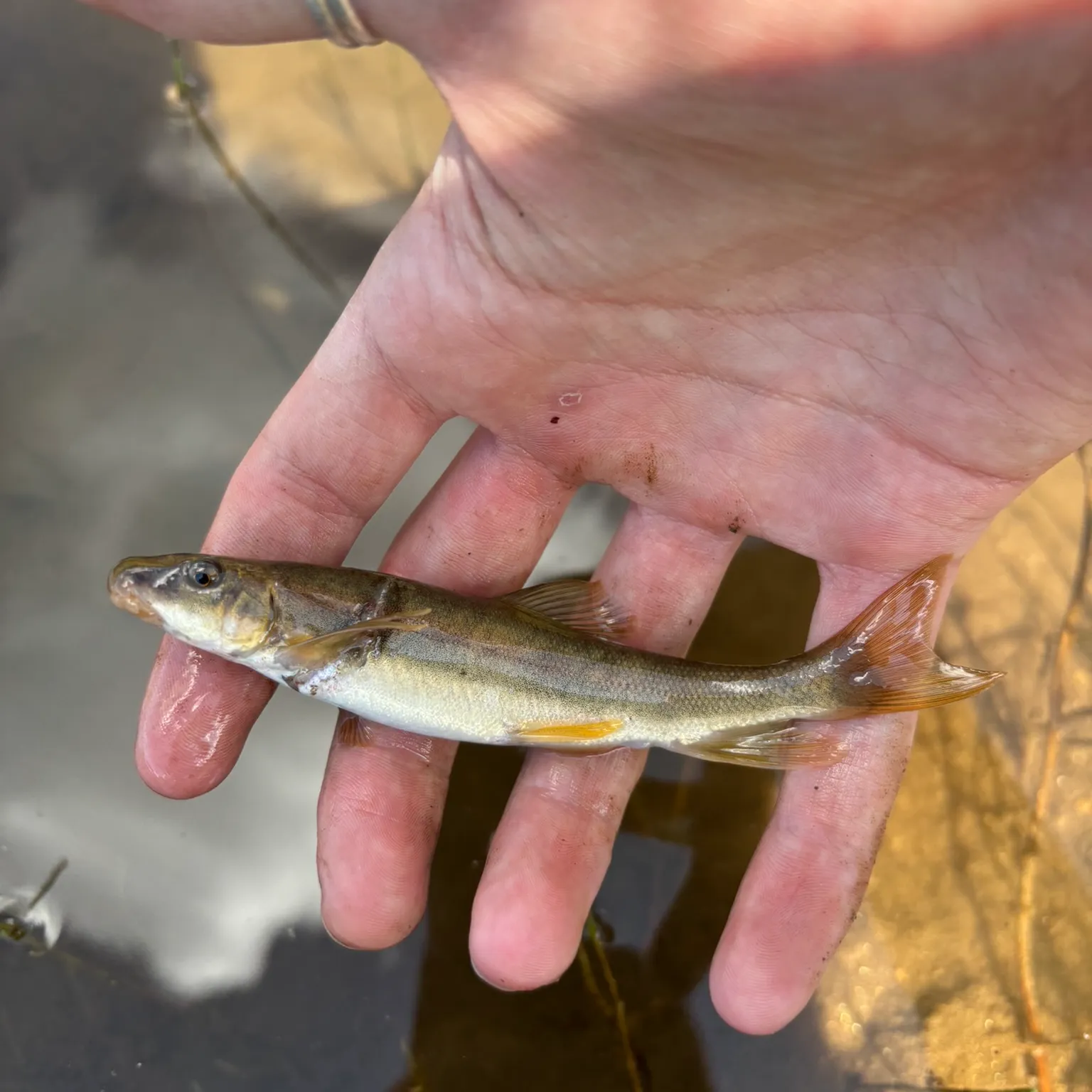 The most popular recent Mountain sucker catch on Fishbrain