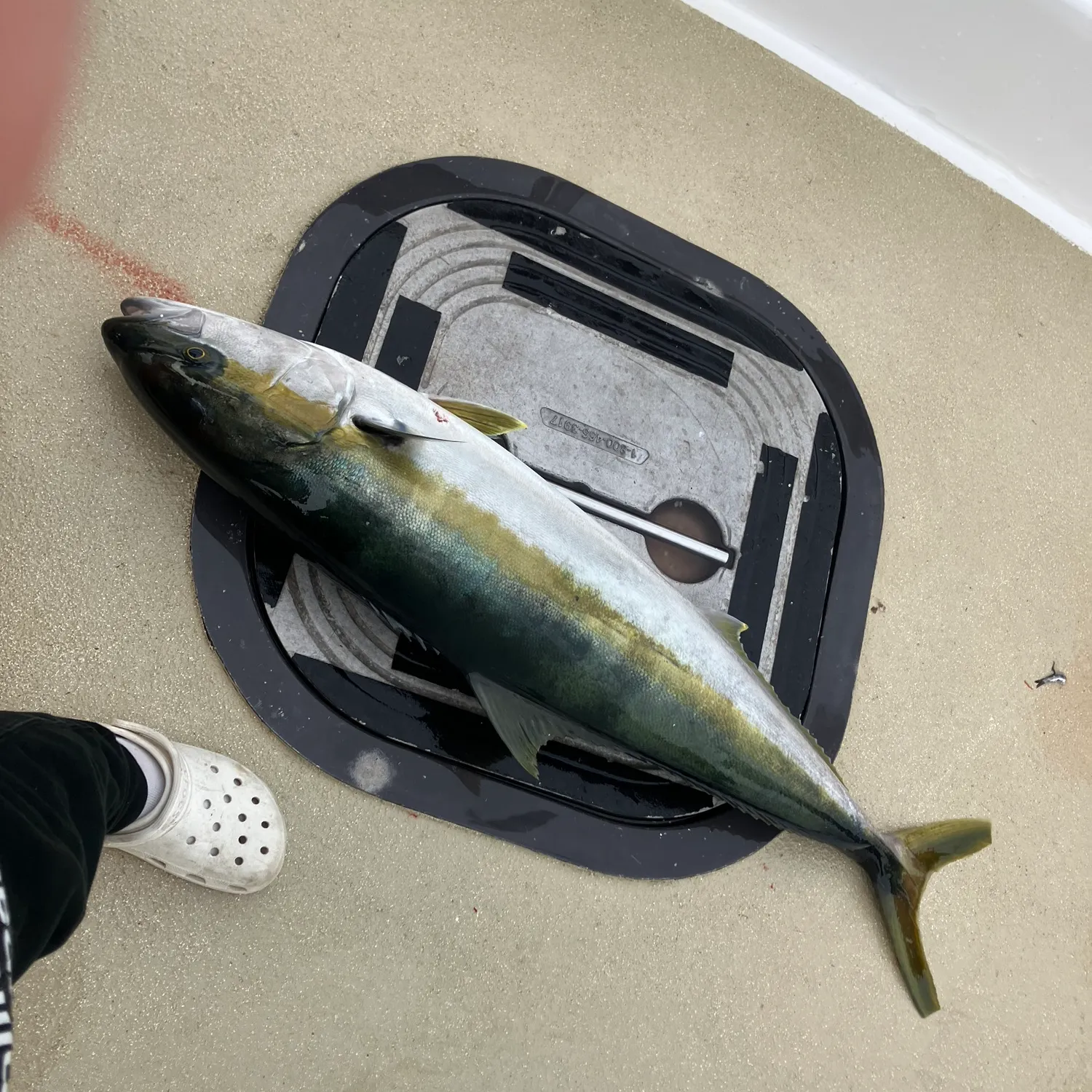 The most popular recent Japanese amberjack catch on Fishbrain