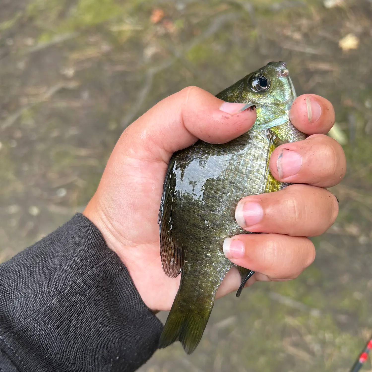 The most popular recent Northern sunfish catch on Fishbrain