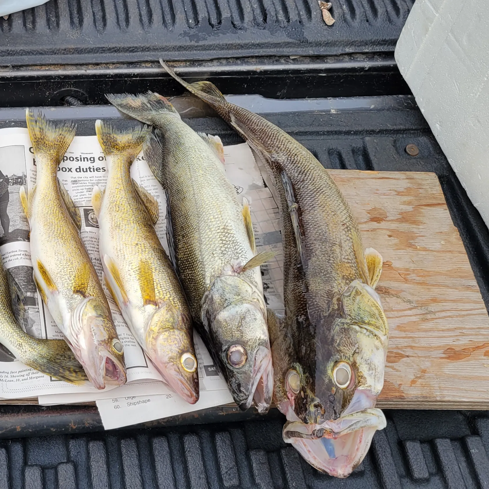 recently logged catches