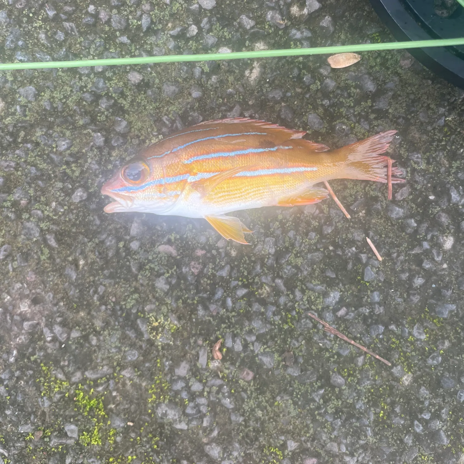 The most popular recent Common bluestripe snapper catch on Fishbrain