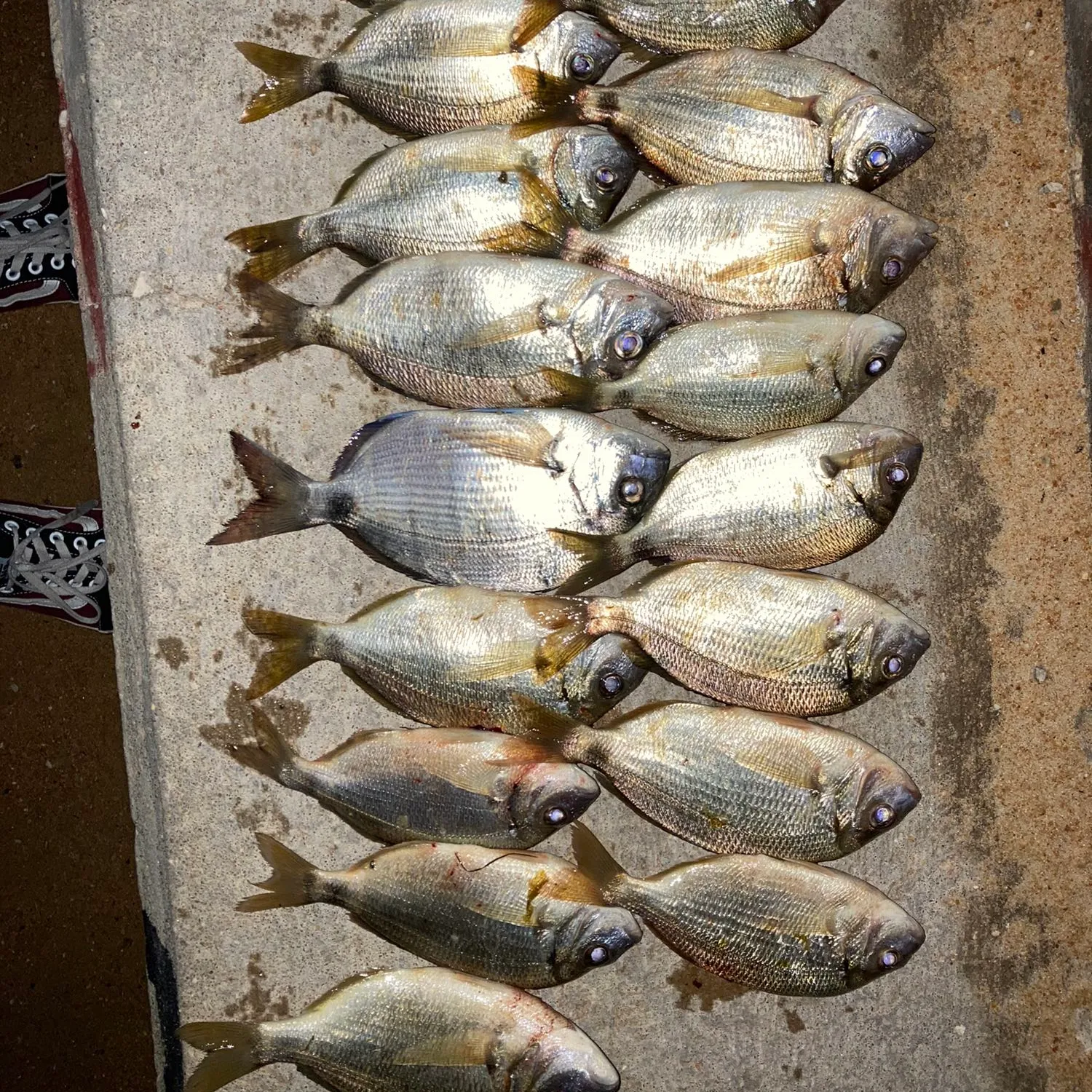 recently logged catches