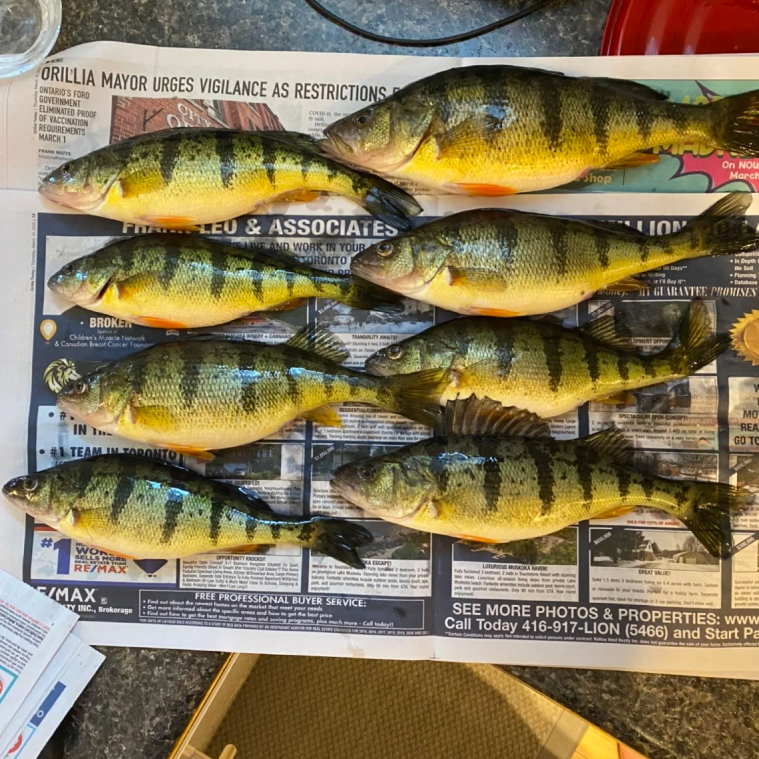 recently logged catches