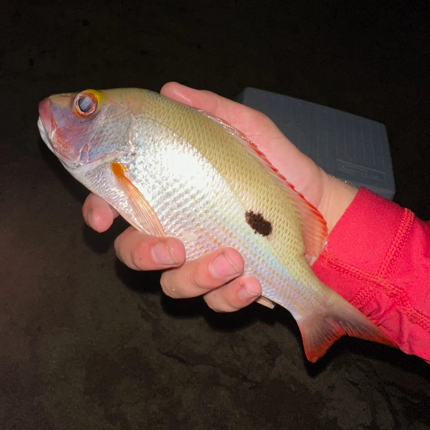 The most popular recent Mahogany snapper catch on Fishbrain