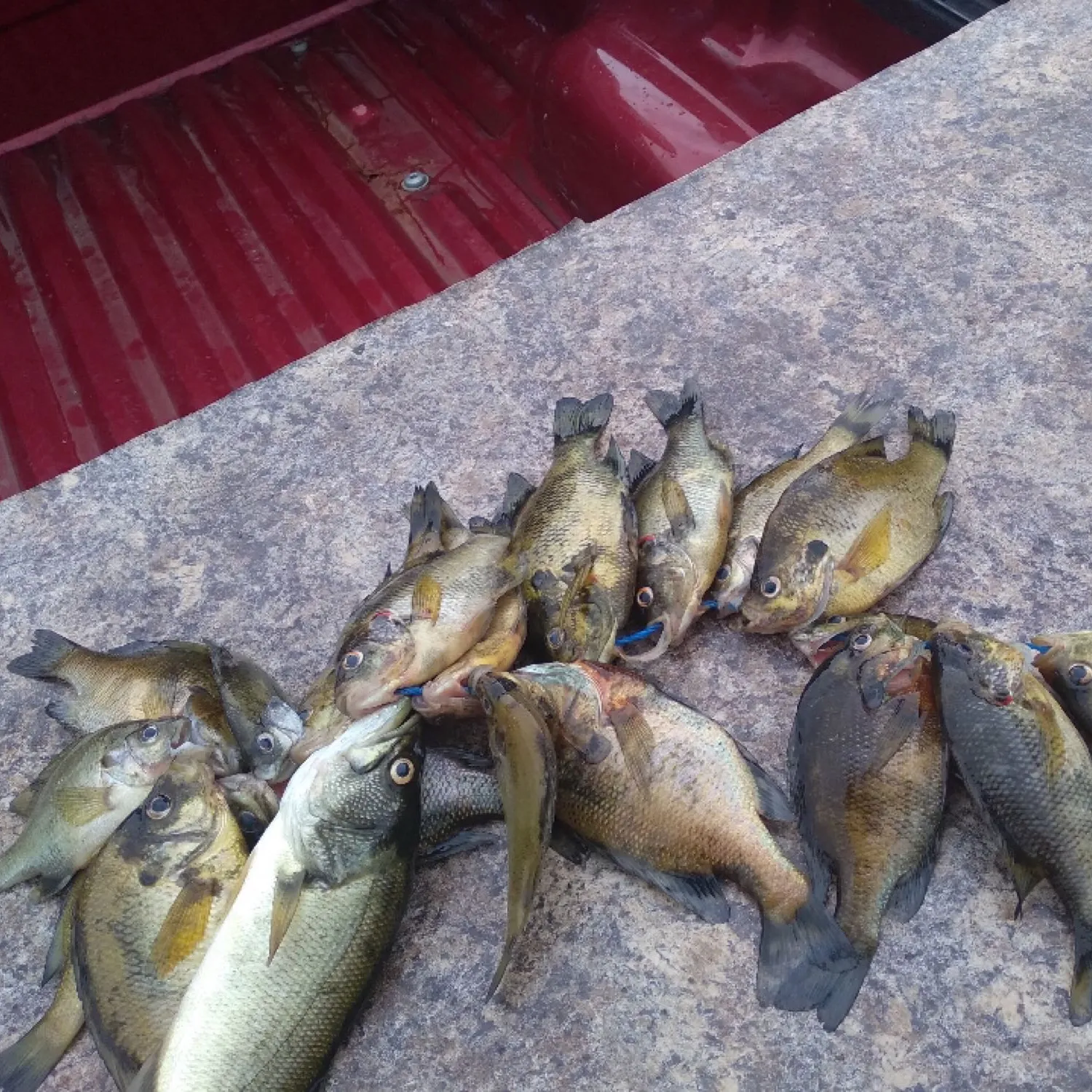 recently logged catches