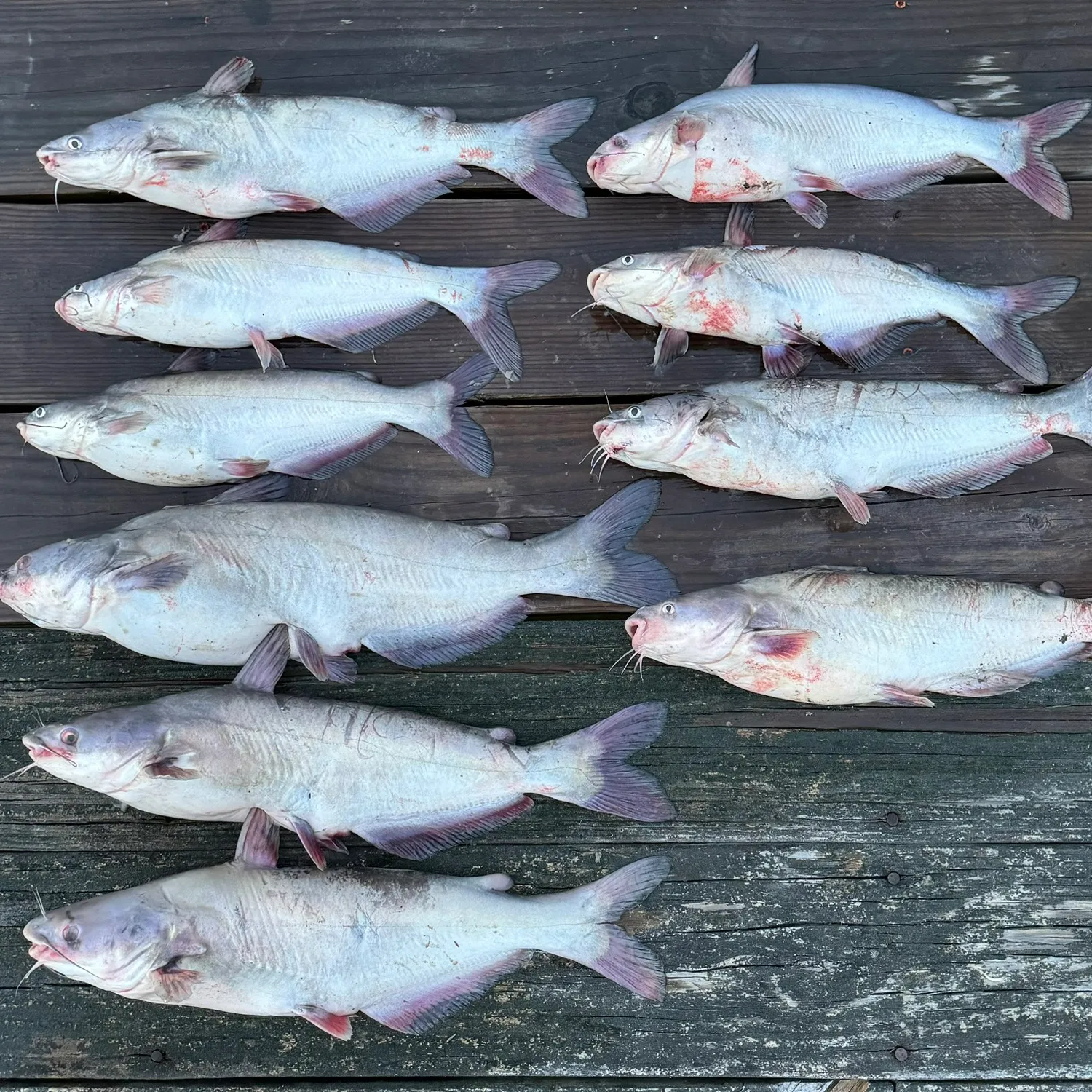 recently logged catches