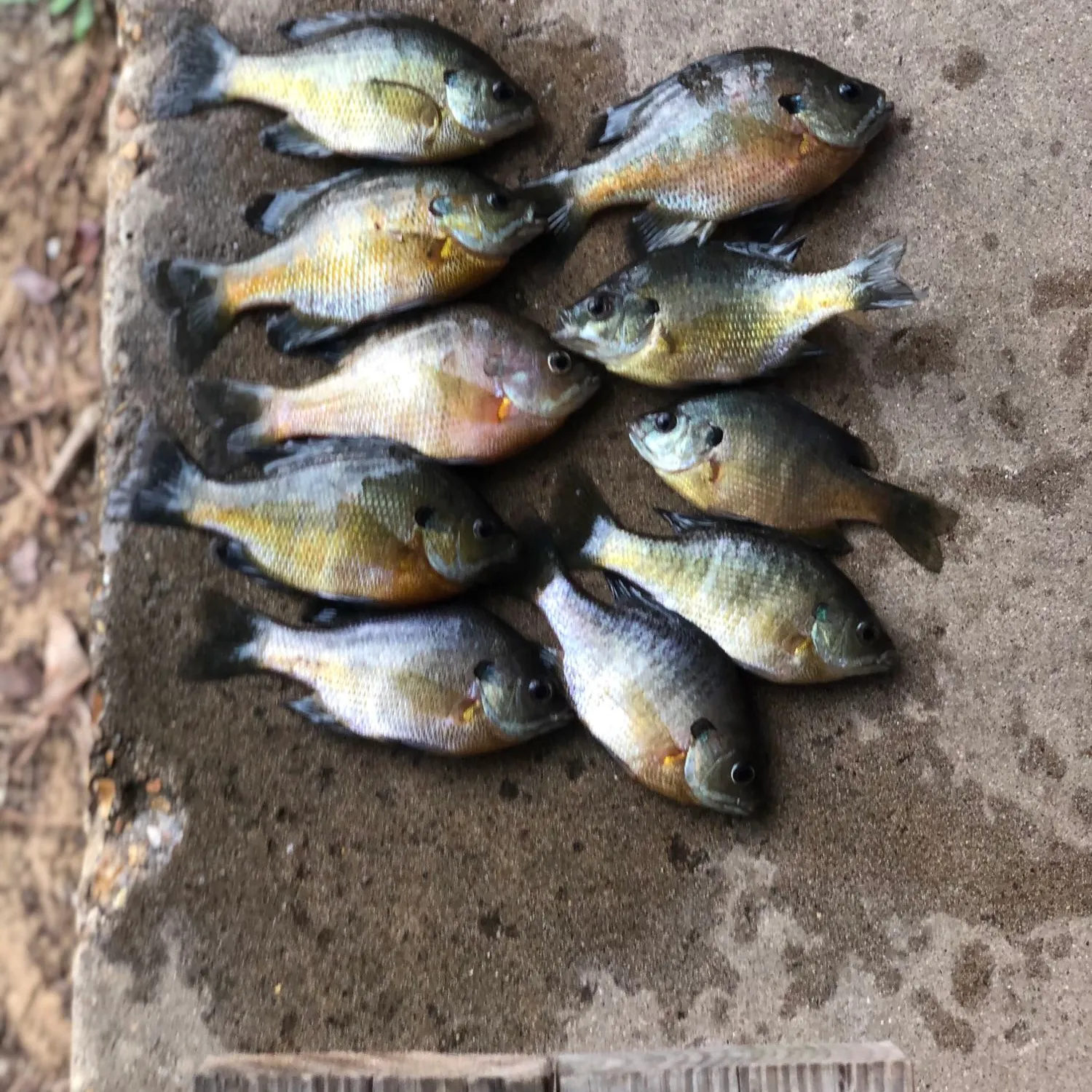 recently logged catches