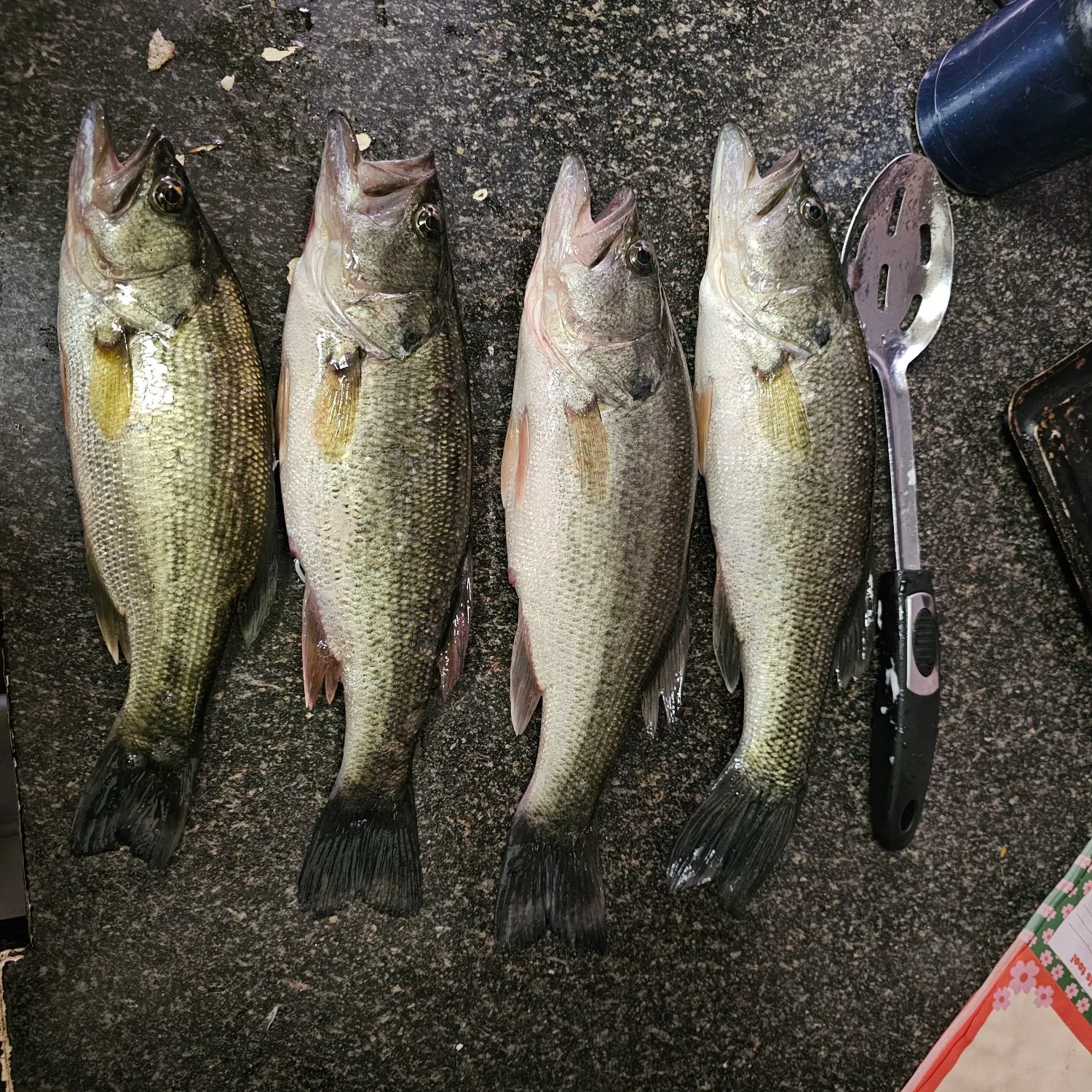 recently logged catches