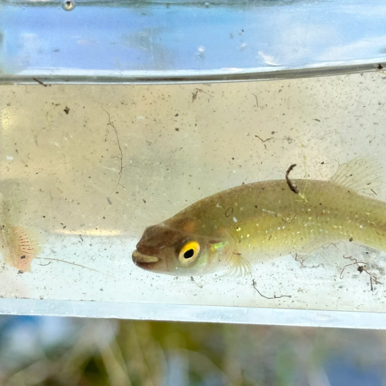 The most popular recent Golden topminnow catch on Fishbrain