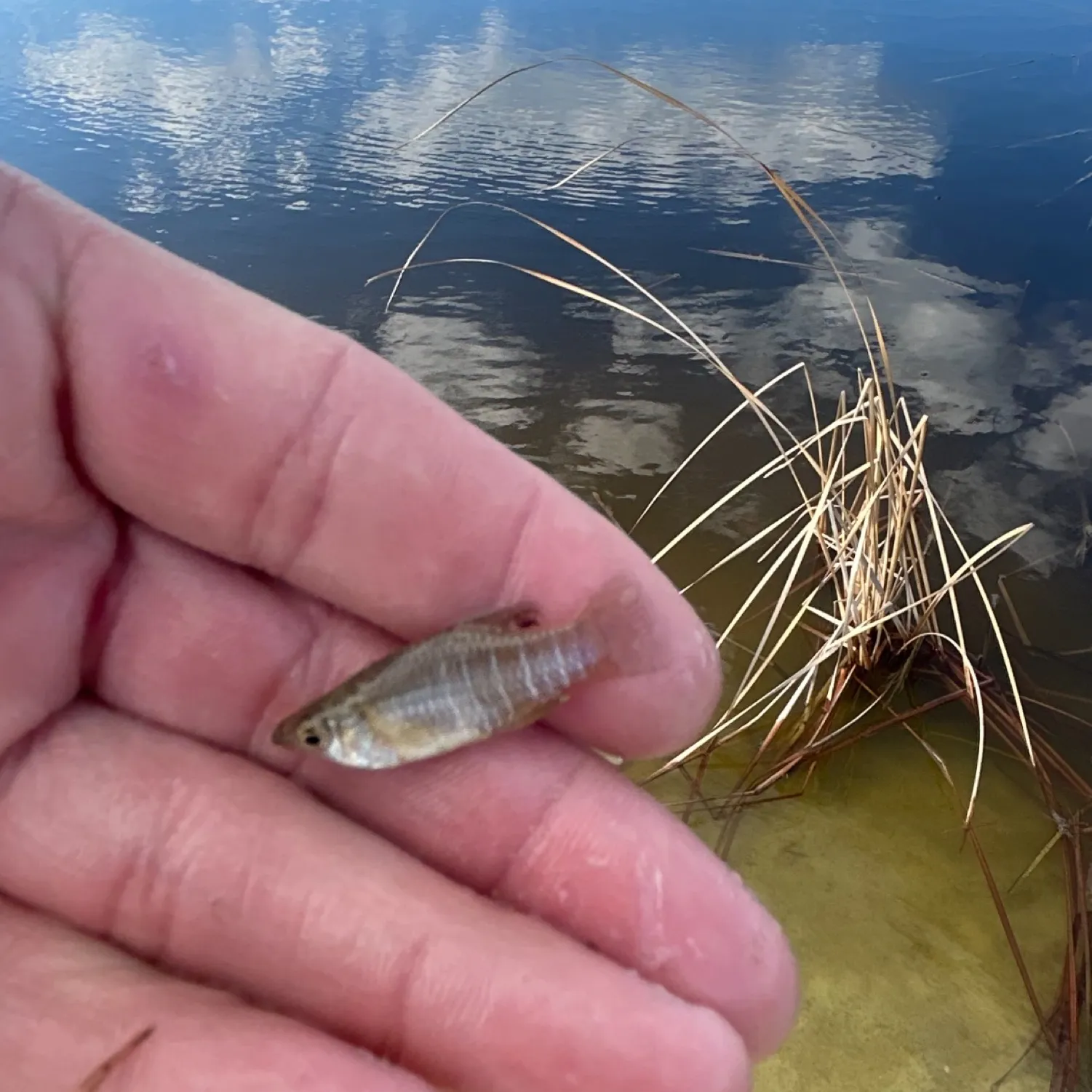 The most popular recent Diamond mullet catch on Fishbrain