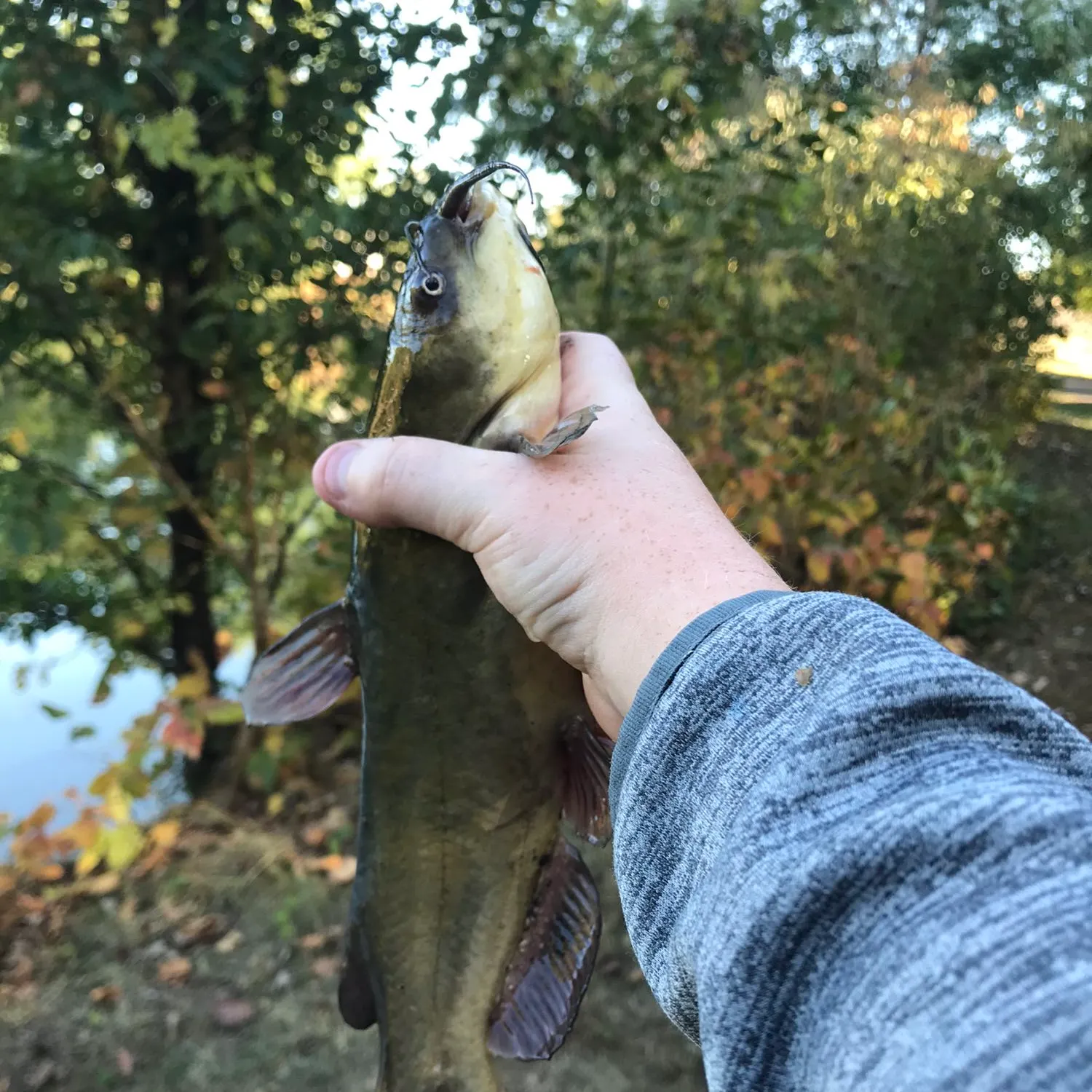 The most popular recent Yellow bullhead catch on Fishbrain