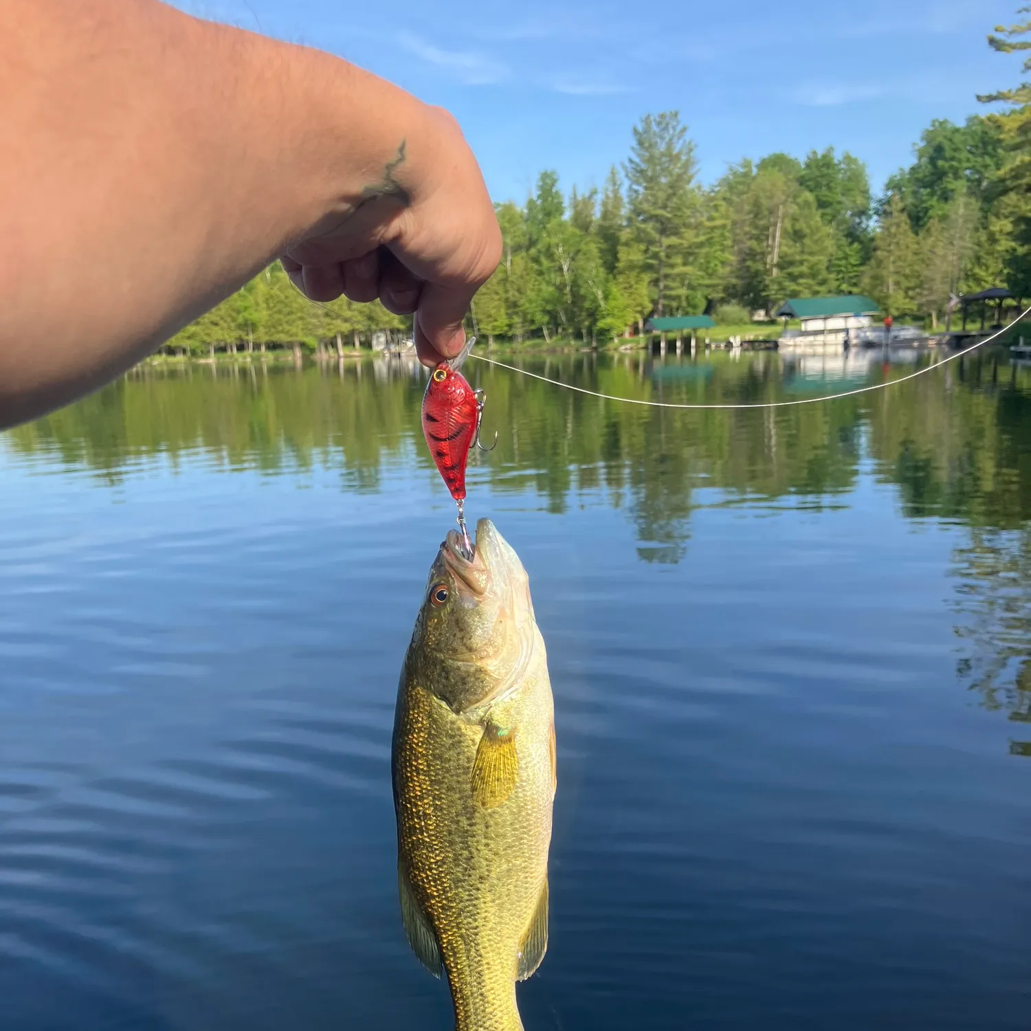 ᐅ Littlefield Lake fishing reports🎣• Mount Pleasant, MI (United States ...