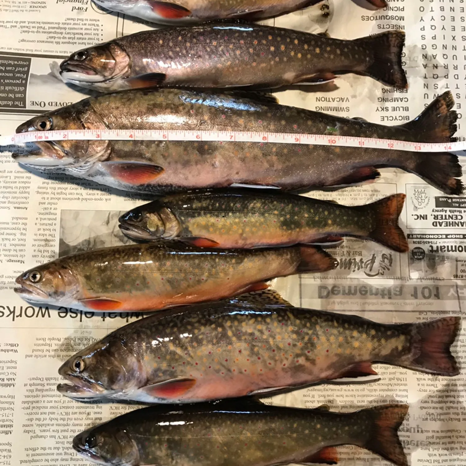 recently logged catches