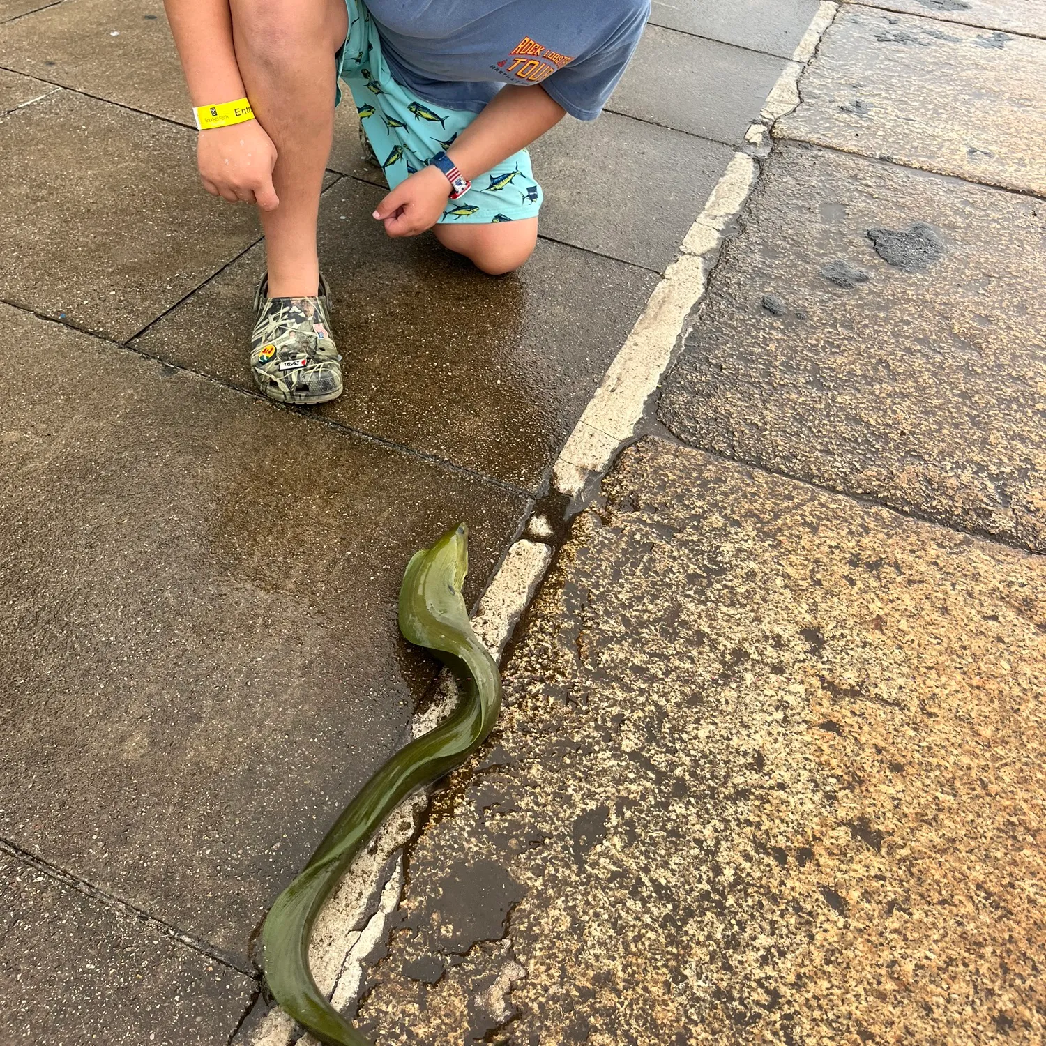 The most popular recent Leopard moray eel catch on Fishbrain