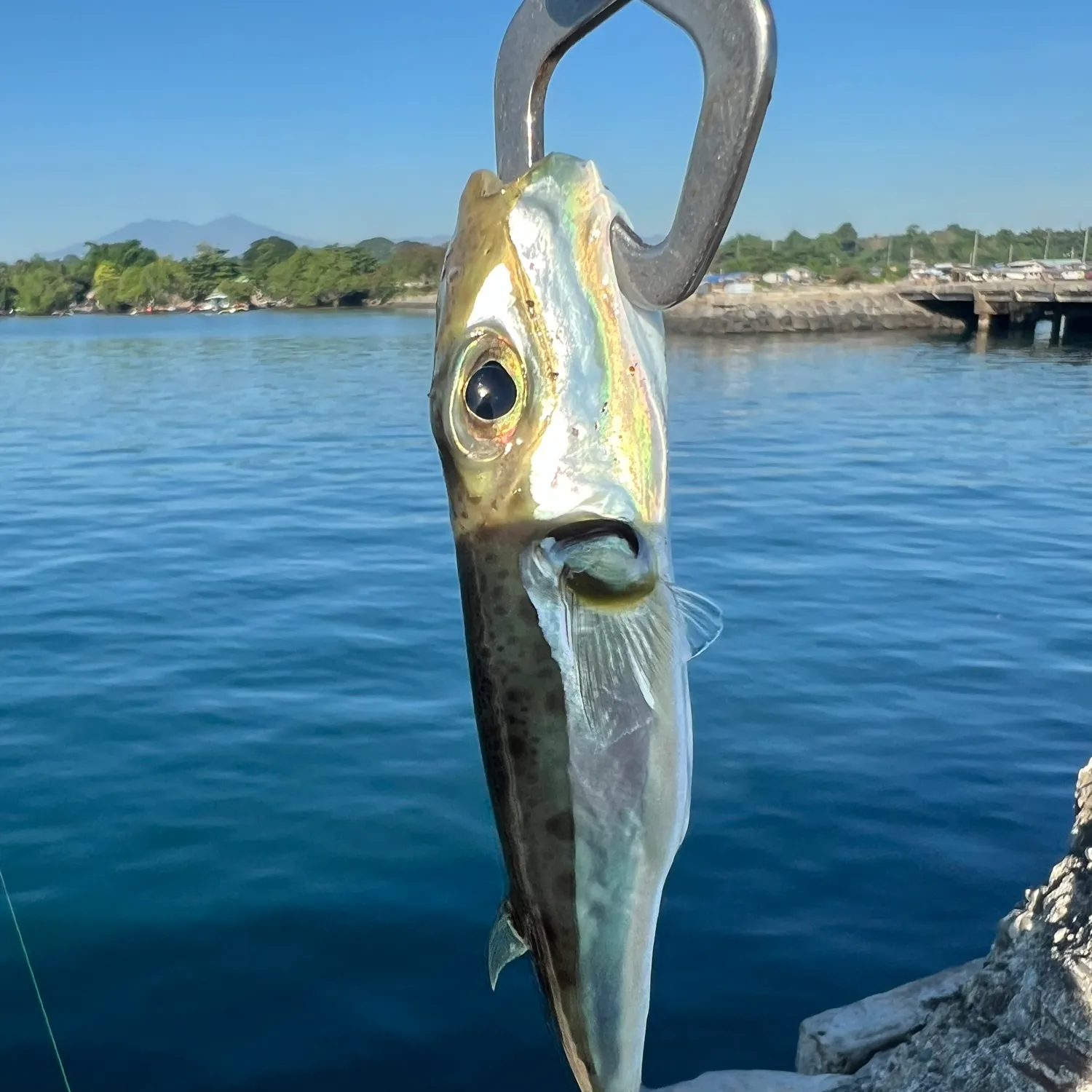 The most popular recent Silver-cheeked toadfish catch on Fishbrain