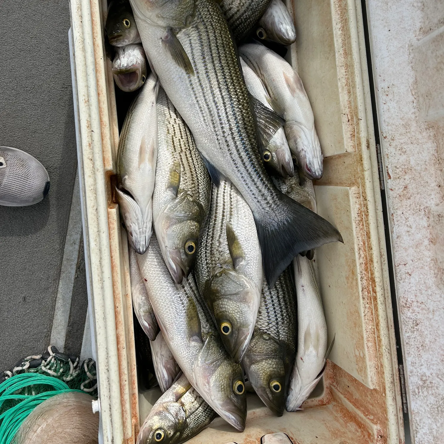 recently logged catches