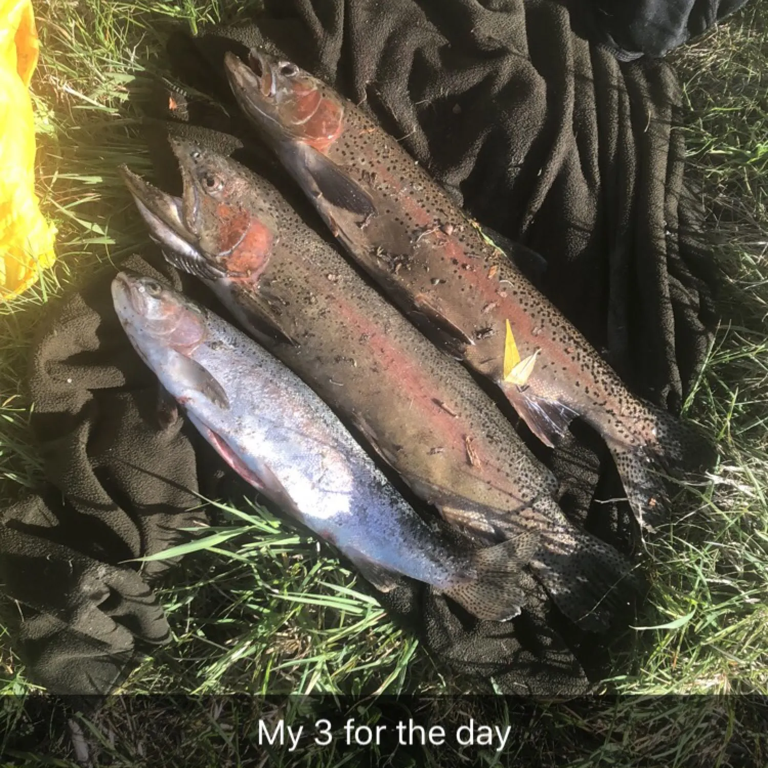 recently logged catches