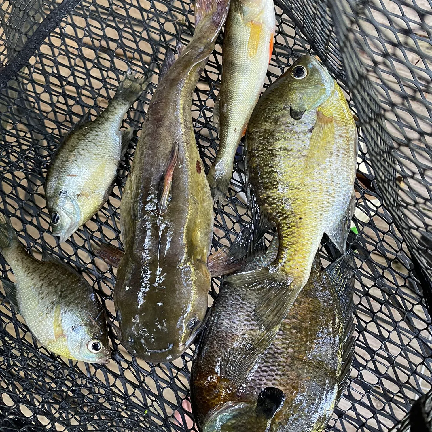 recently logged catches