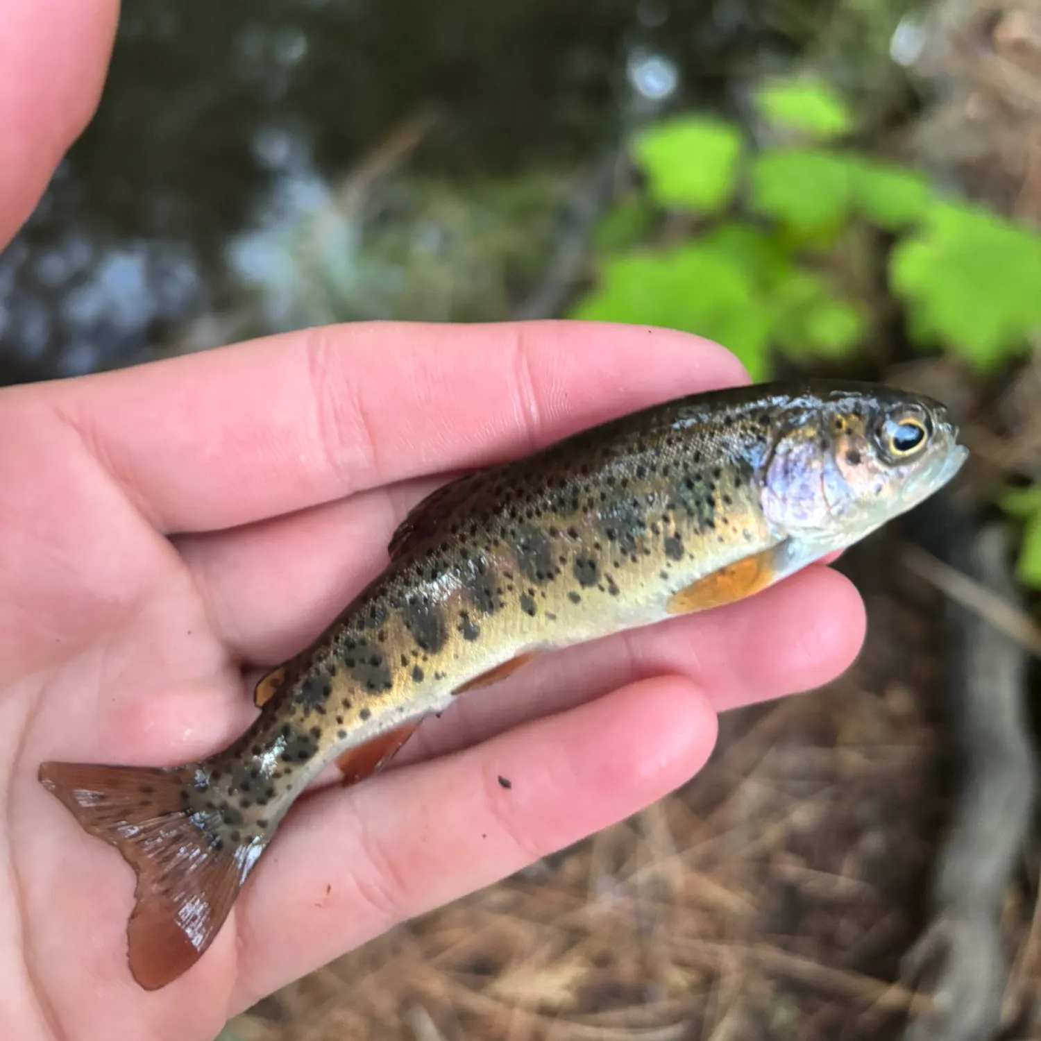 The most popular recent McCloud river redband trout catch on Fishbrain