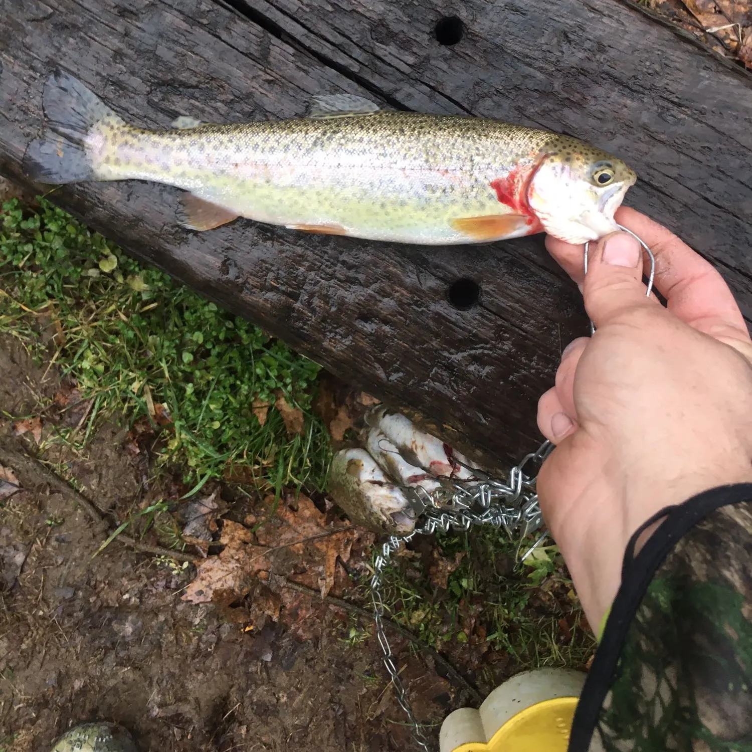 recently logged catches