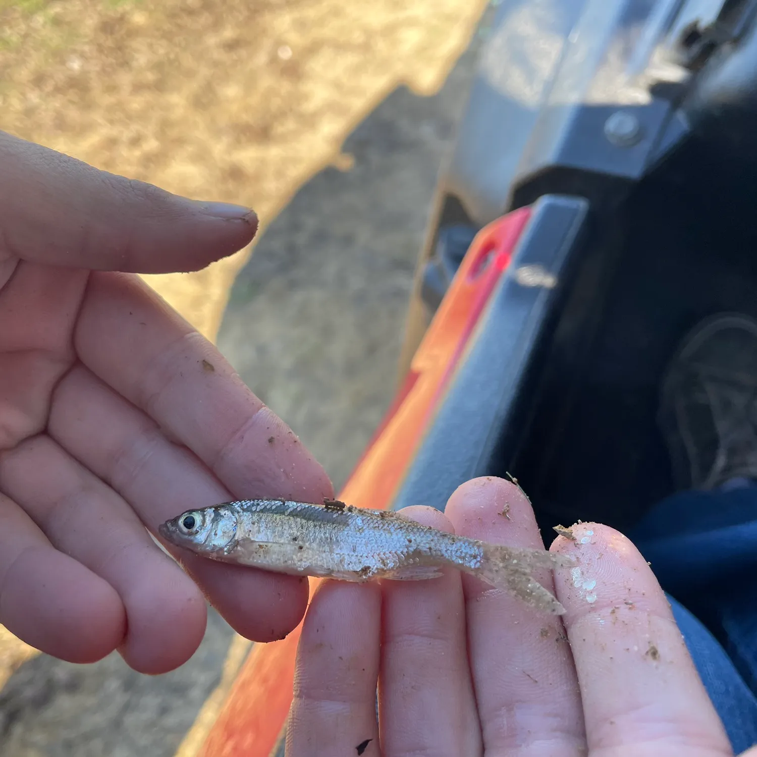 The most popular recent Striped shiner catch on Fishbrain