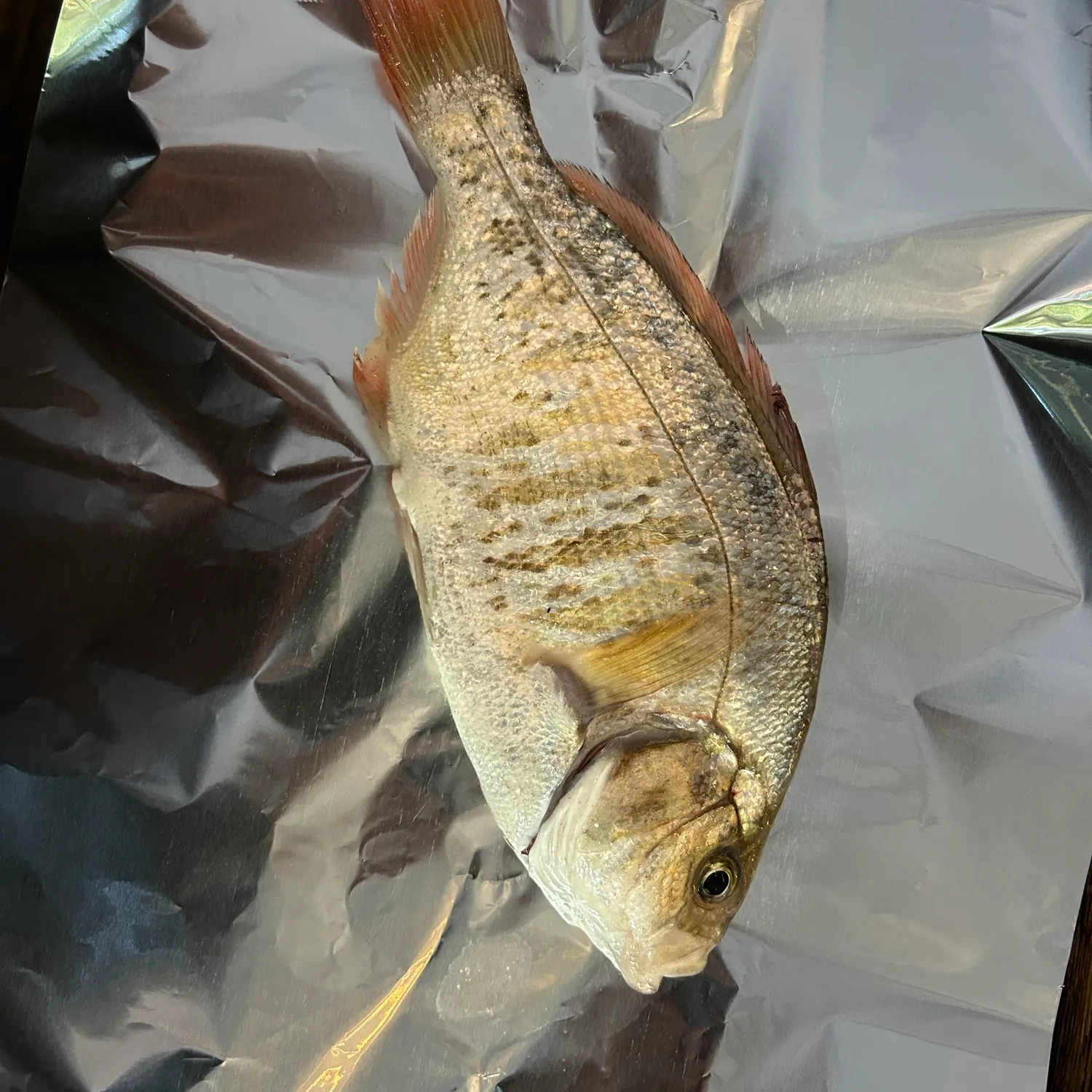 The most popular recent Calico surfperch catch on Fishbrain