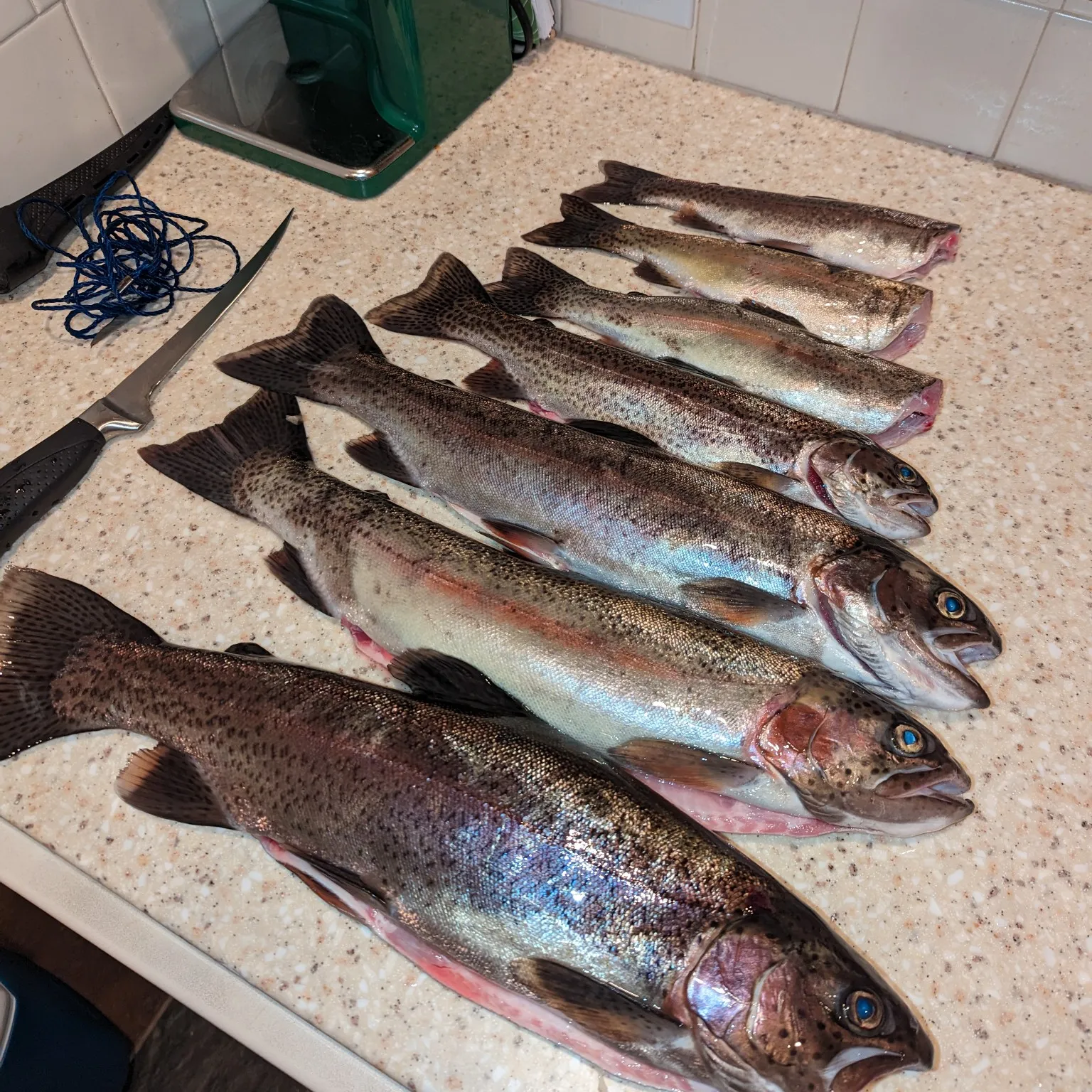 recently logged catches