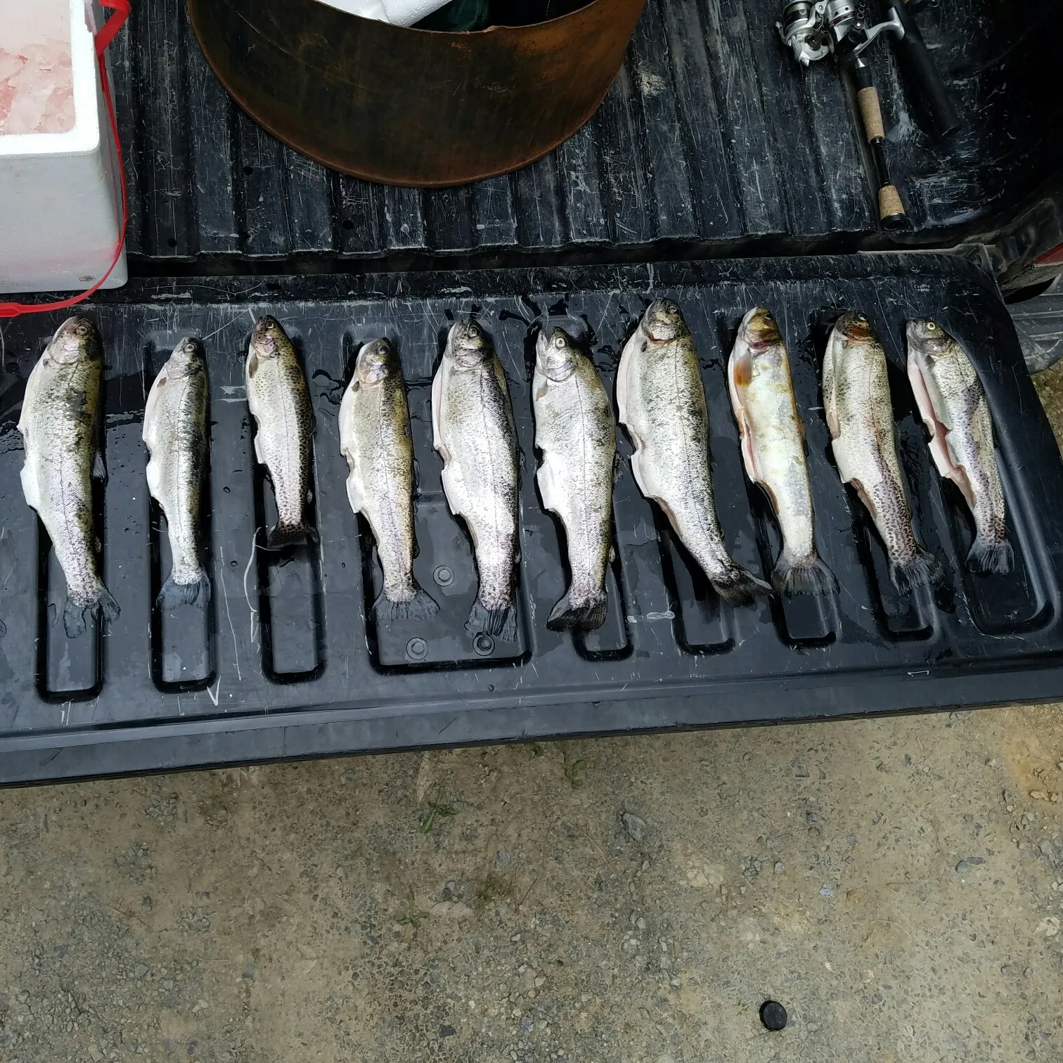 recently logged catches