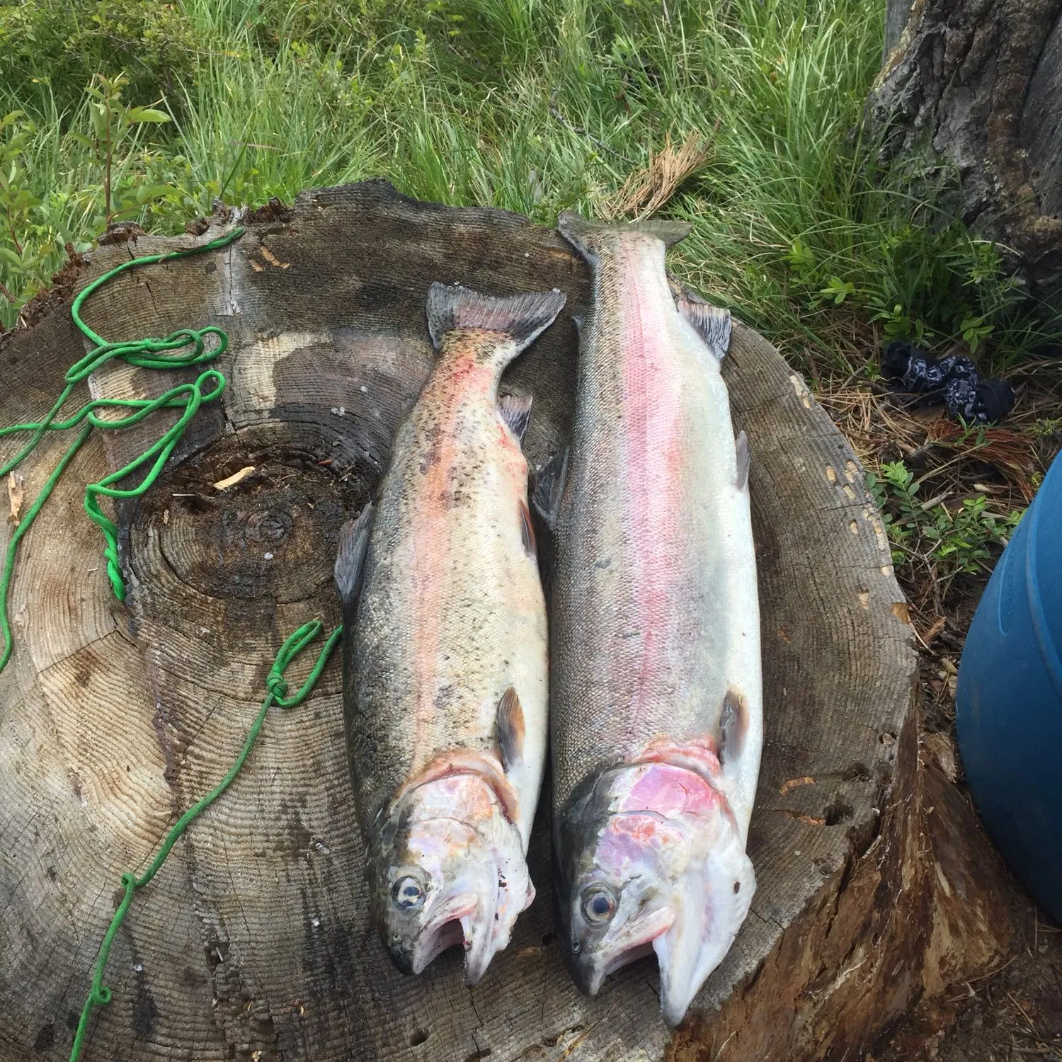 recently logged catches