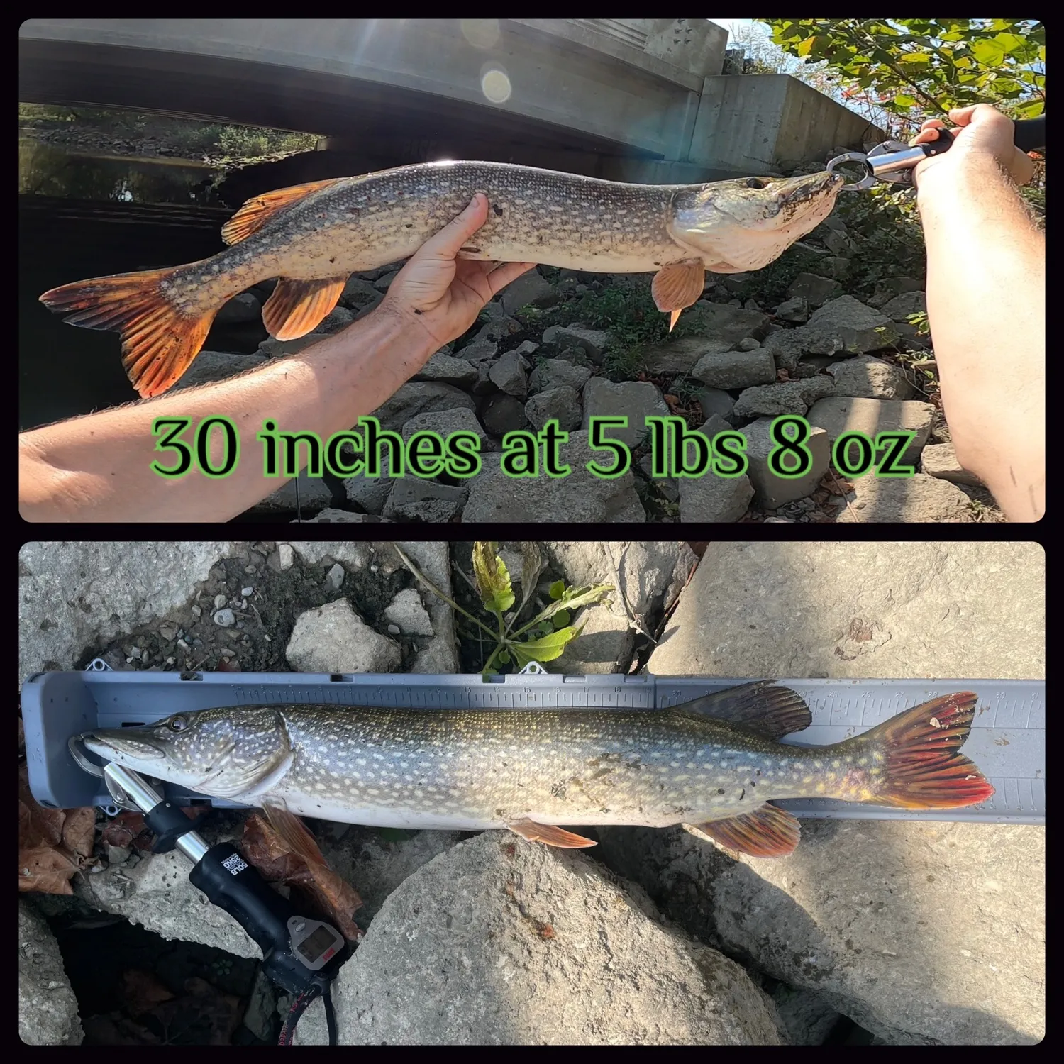 recently logged catches