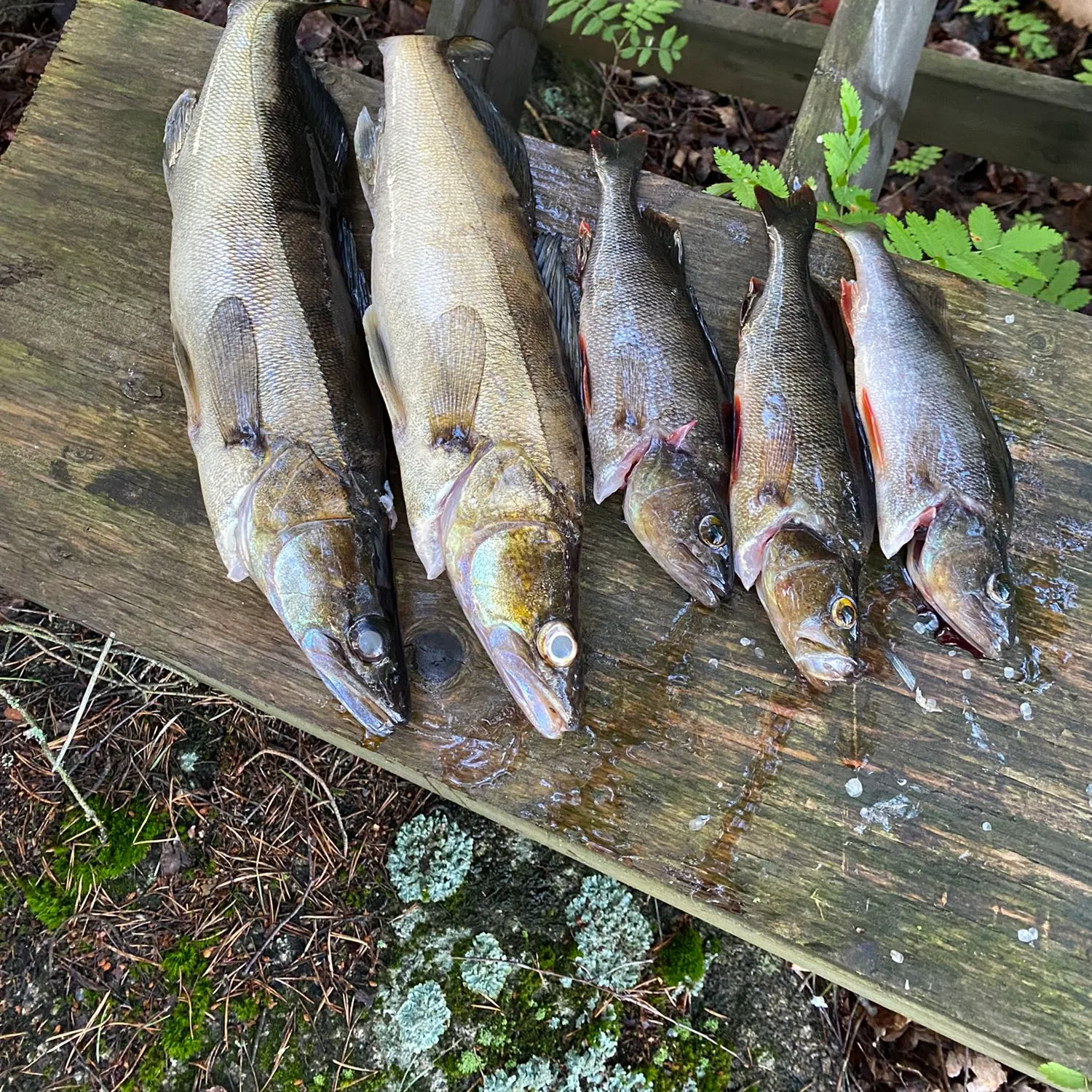 recently logged catches