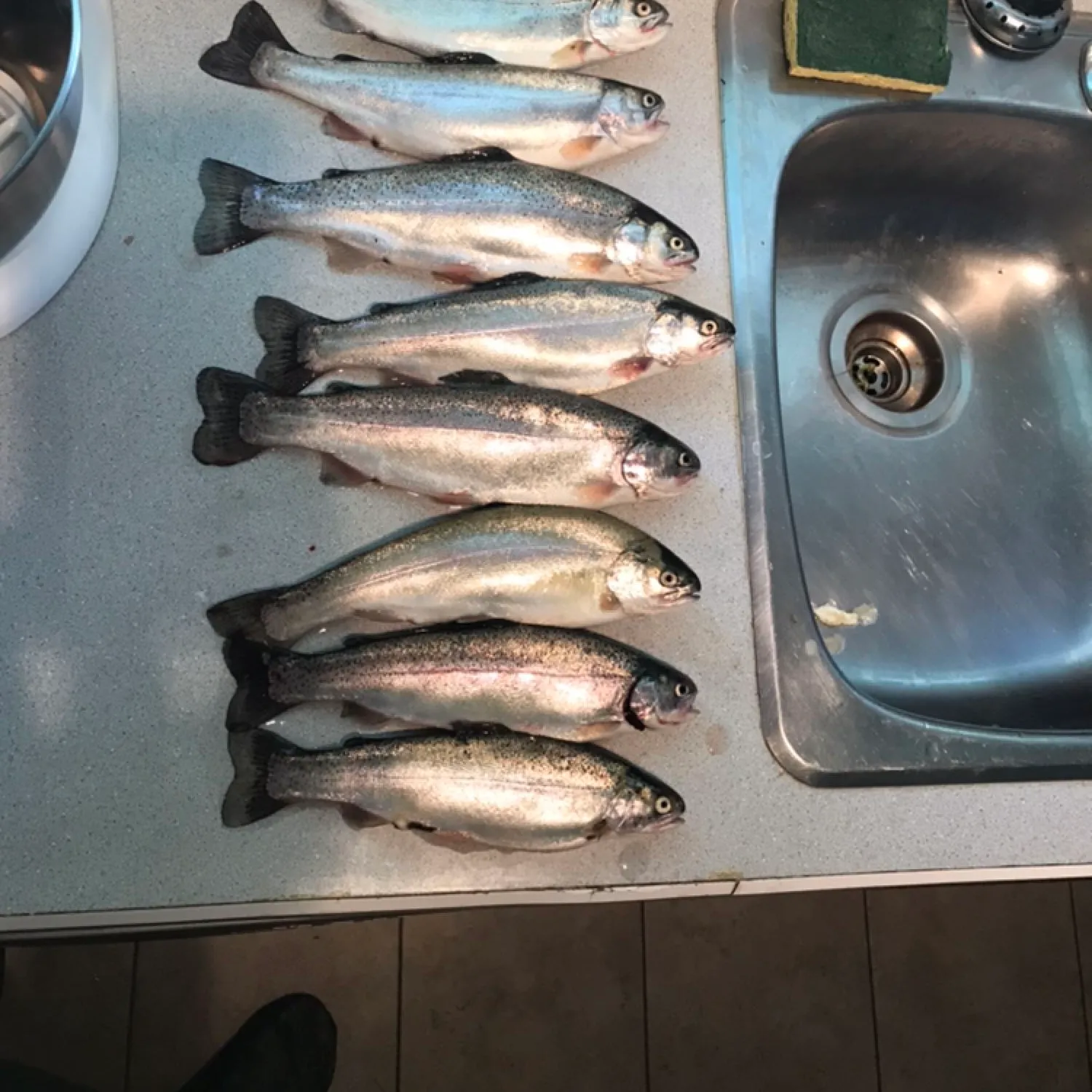 recently logged catches