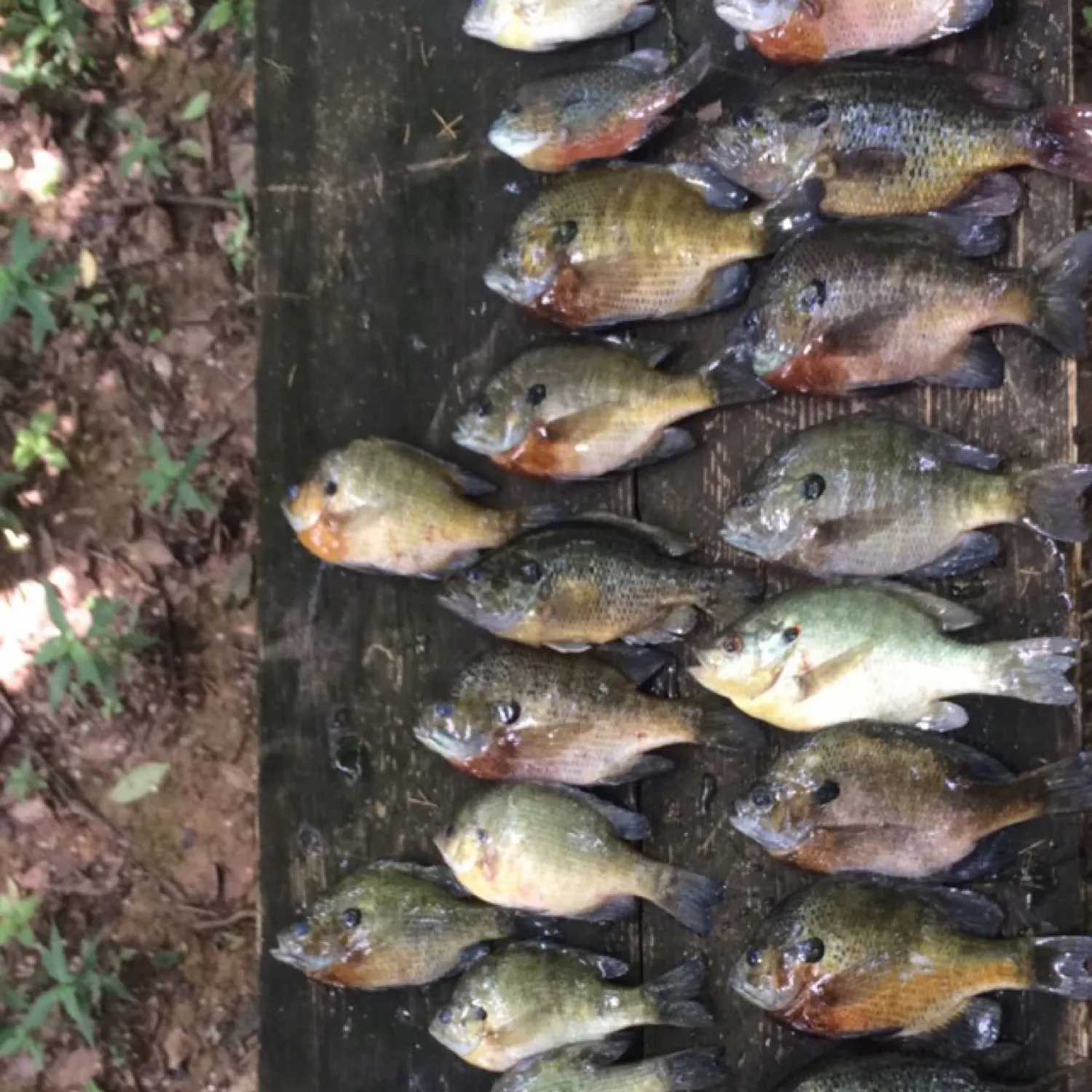 recently logged catches