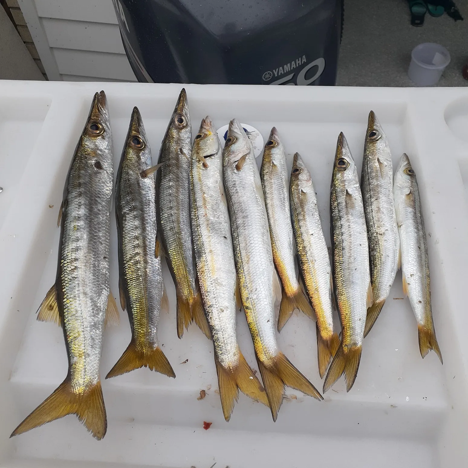 recently logged catches