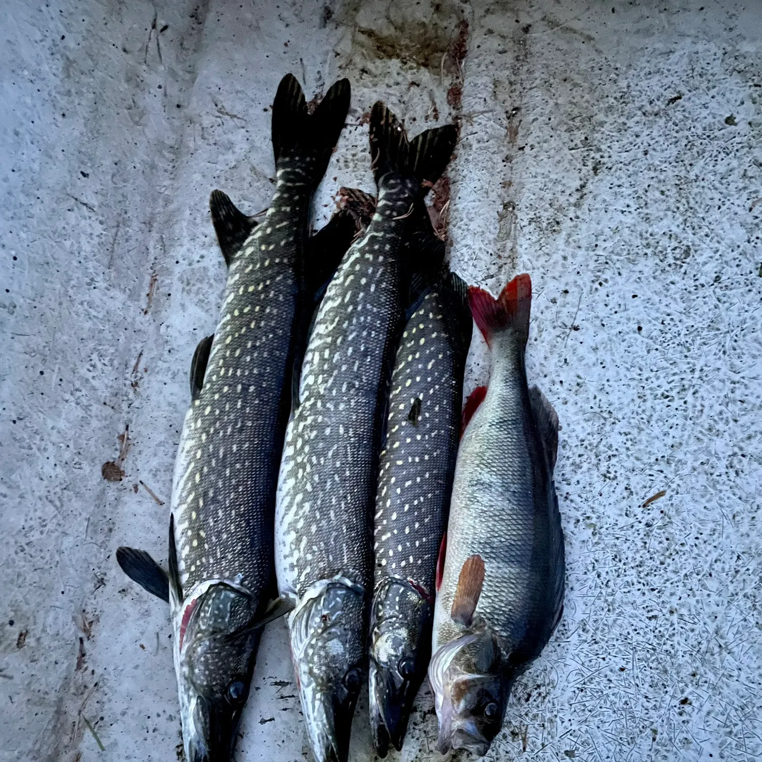 recently logged catches