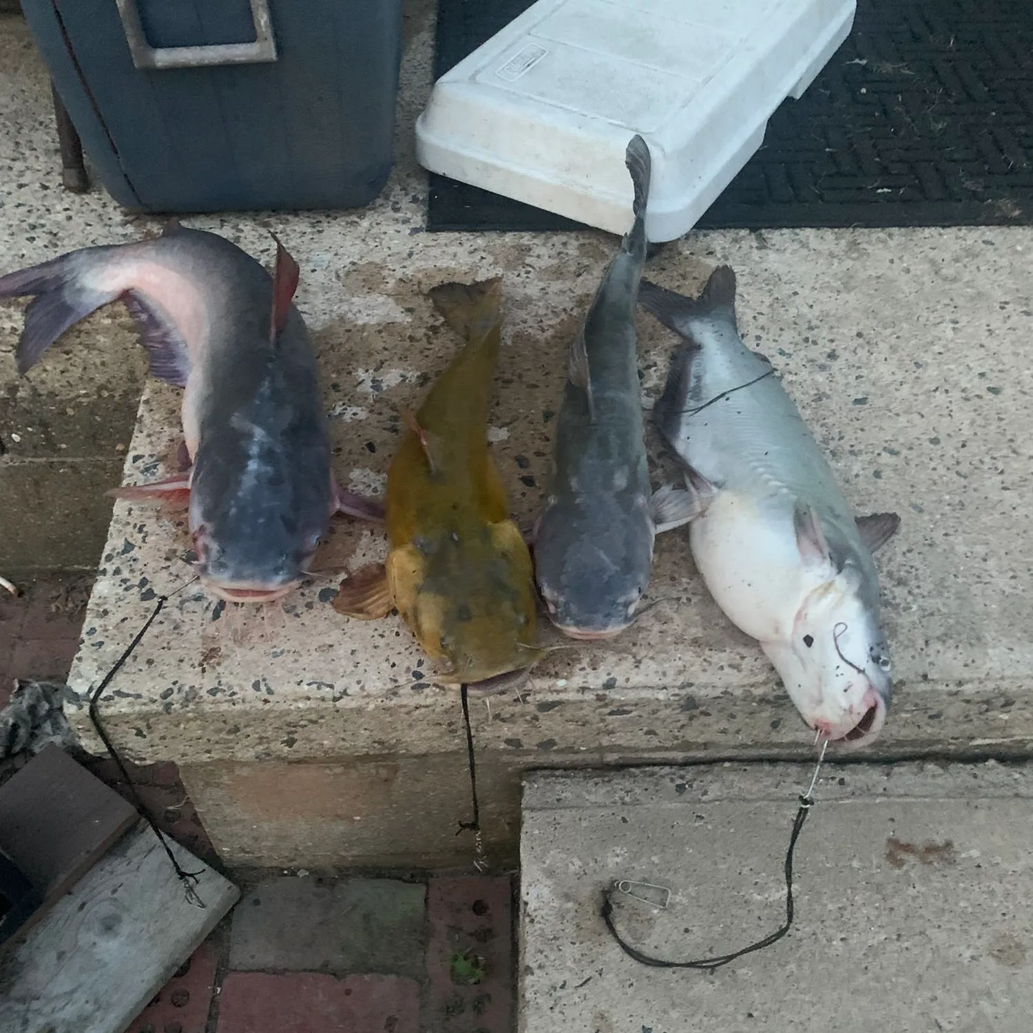 recently logged catches