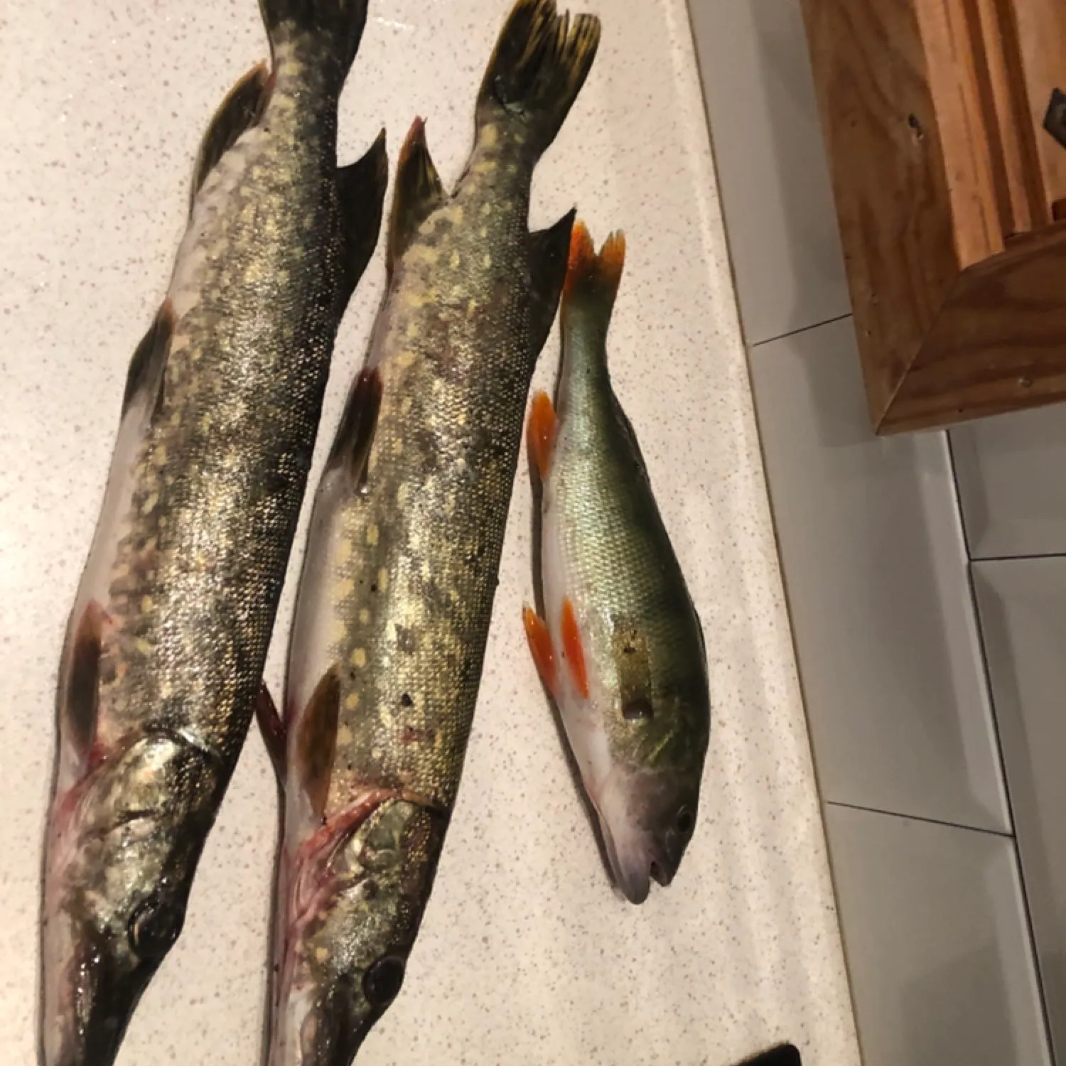 recently logged catches