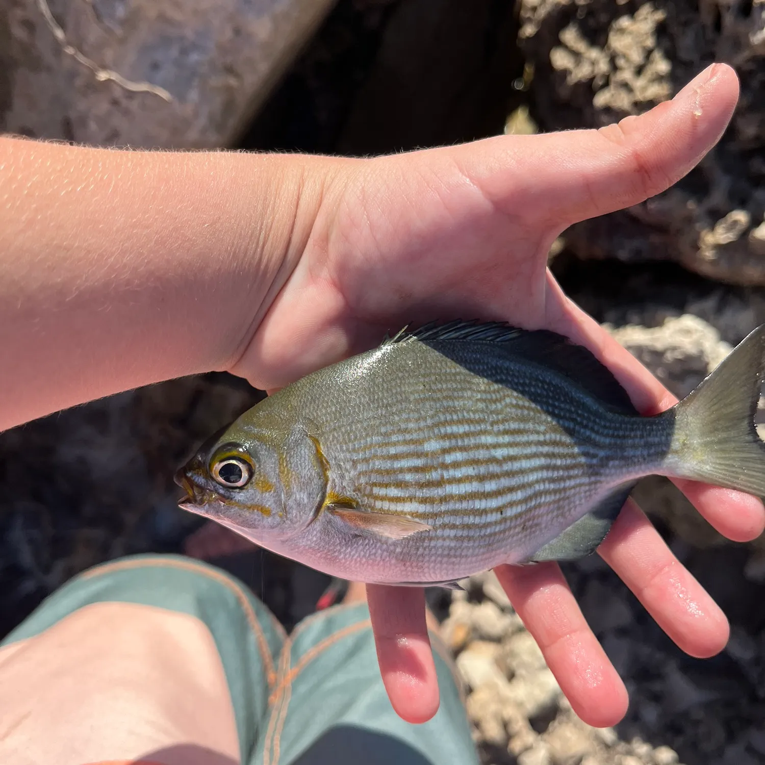 The most popular recent Bermuda sea chub catch on Fishbrain