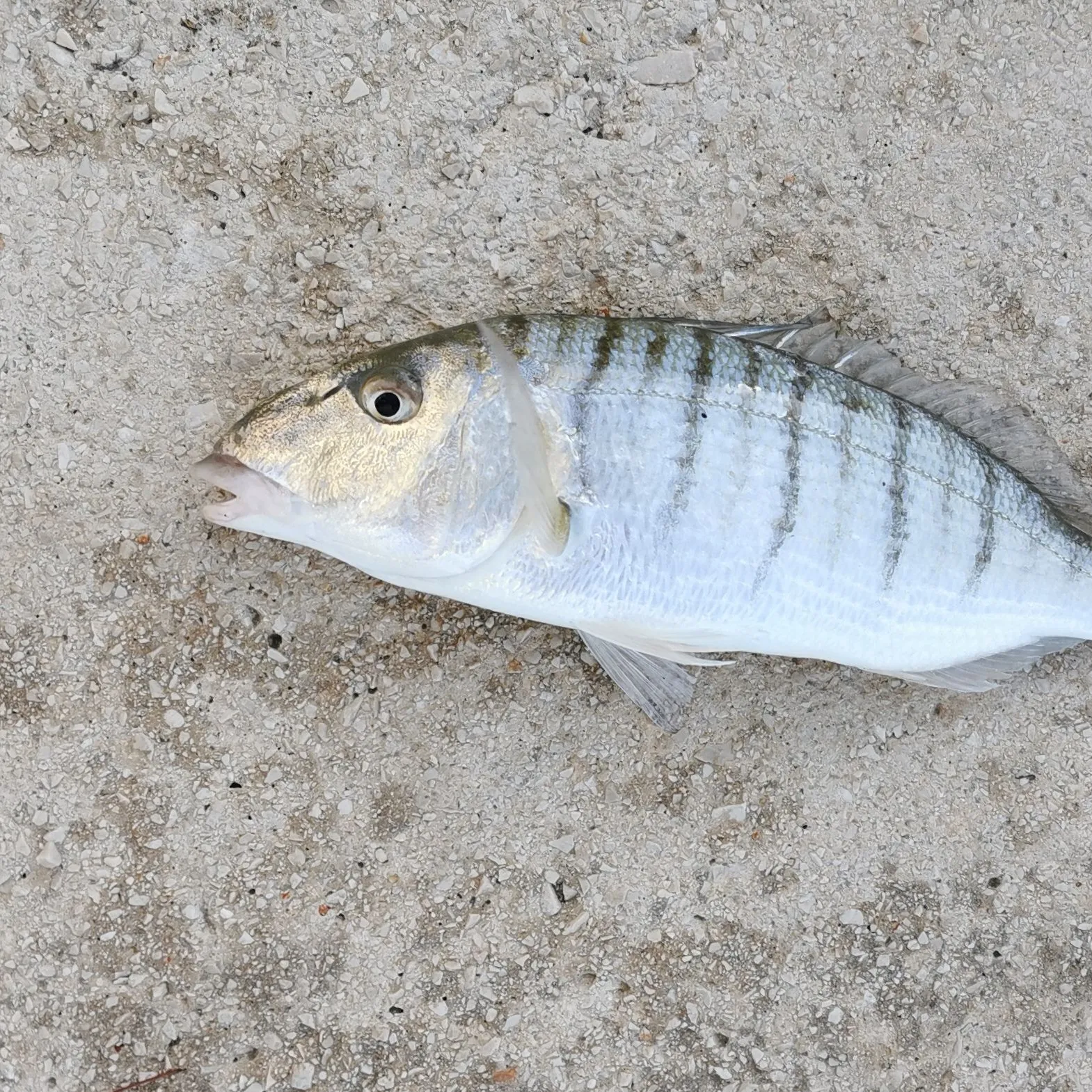 The most popular recent Striped seabream catch on Fishbrain